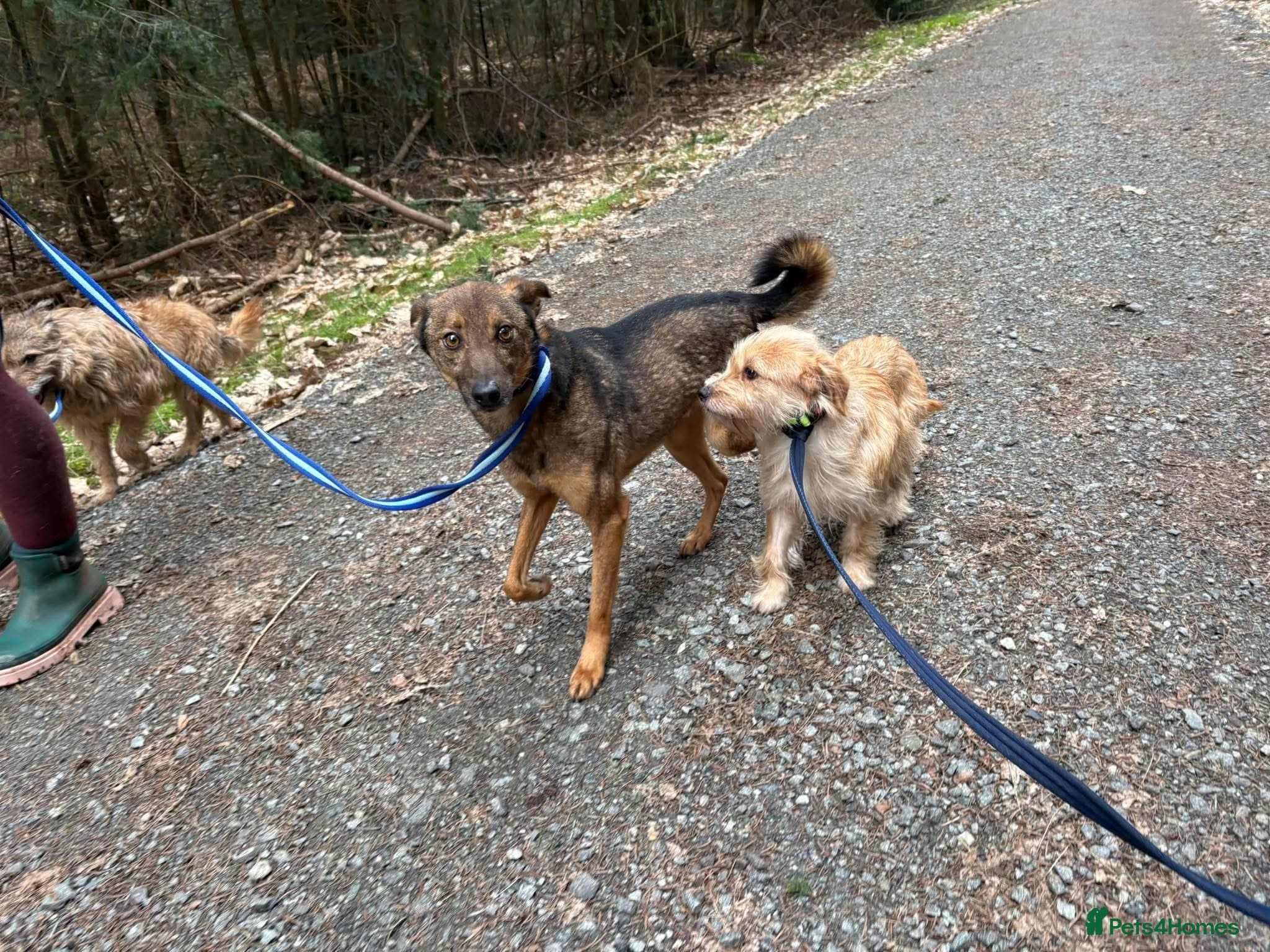 Figgy - Norwich Norfolk β Mixed Breed