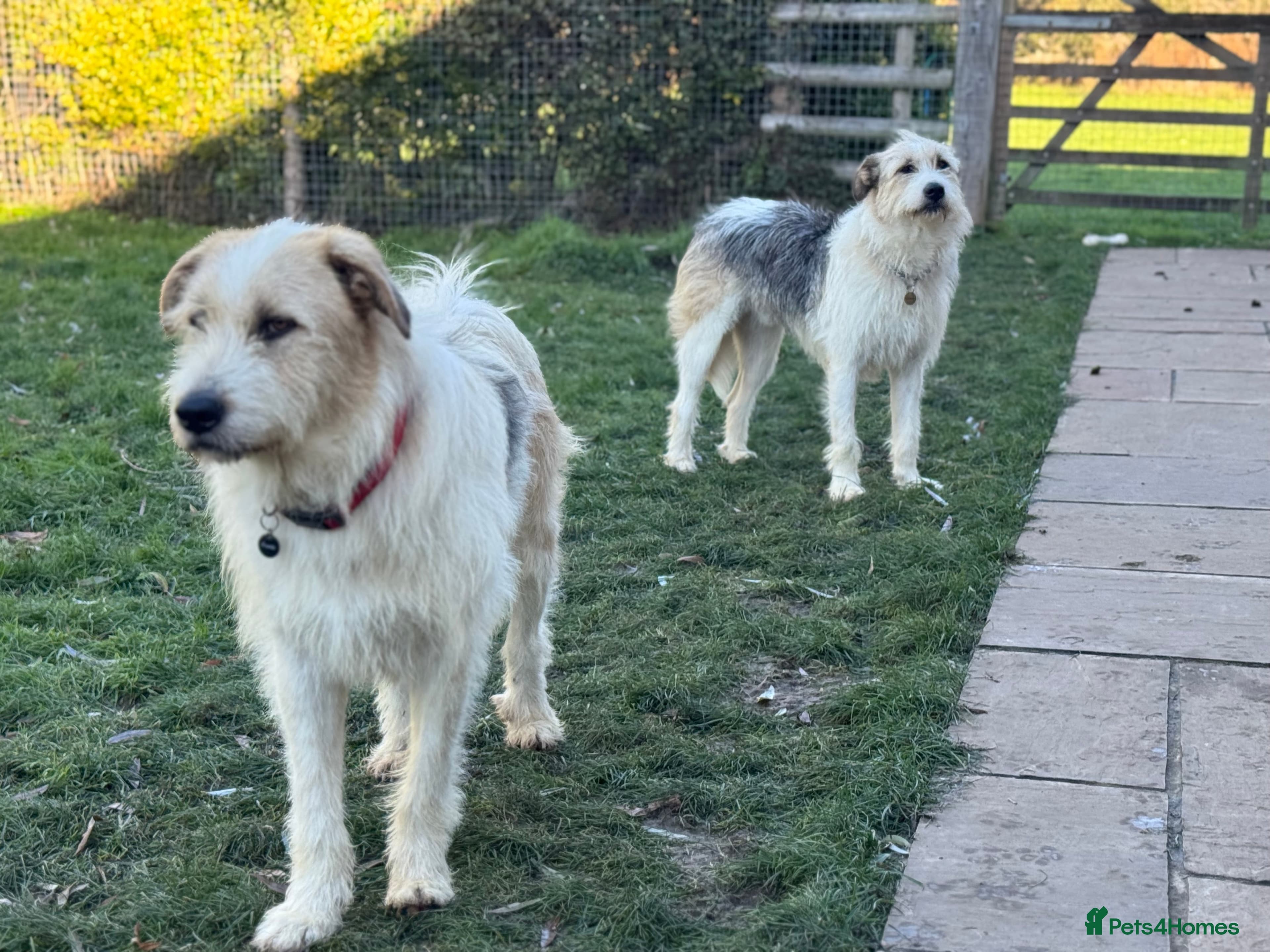 Hershey & Harley π still Waiting photo 4