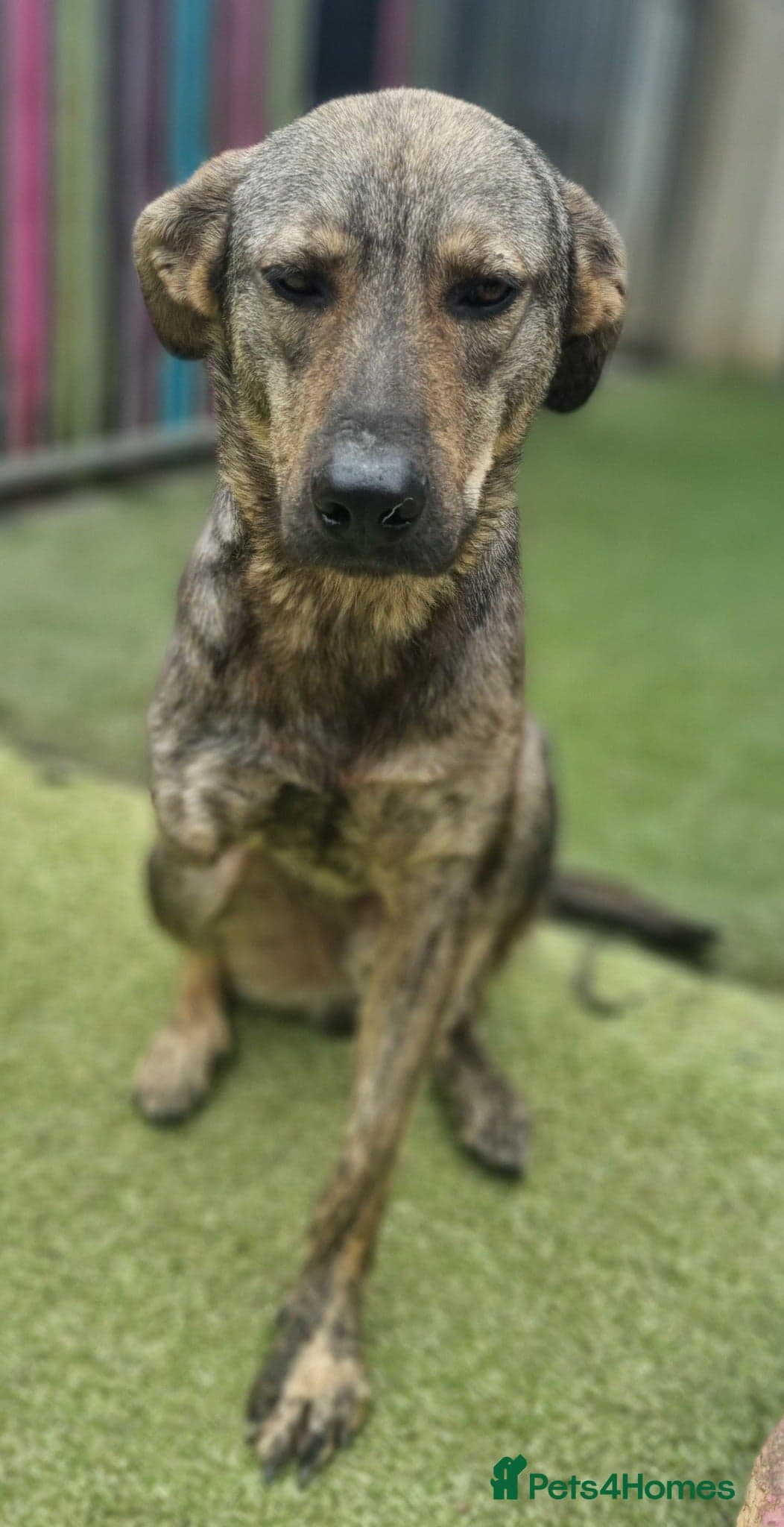 Ronnie - In Ayr photo 6