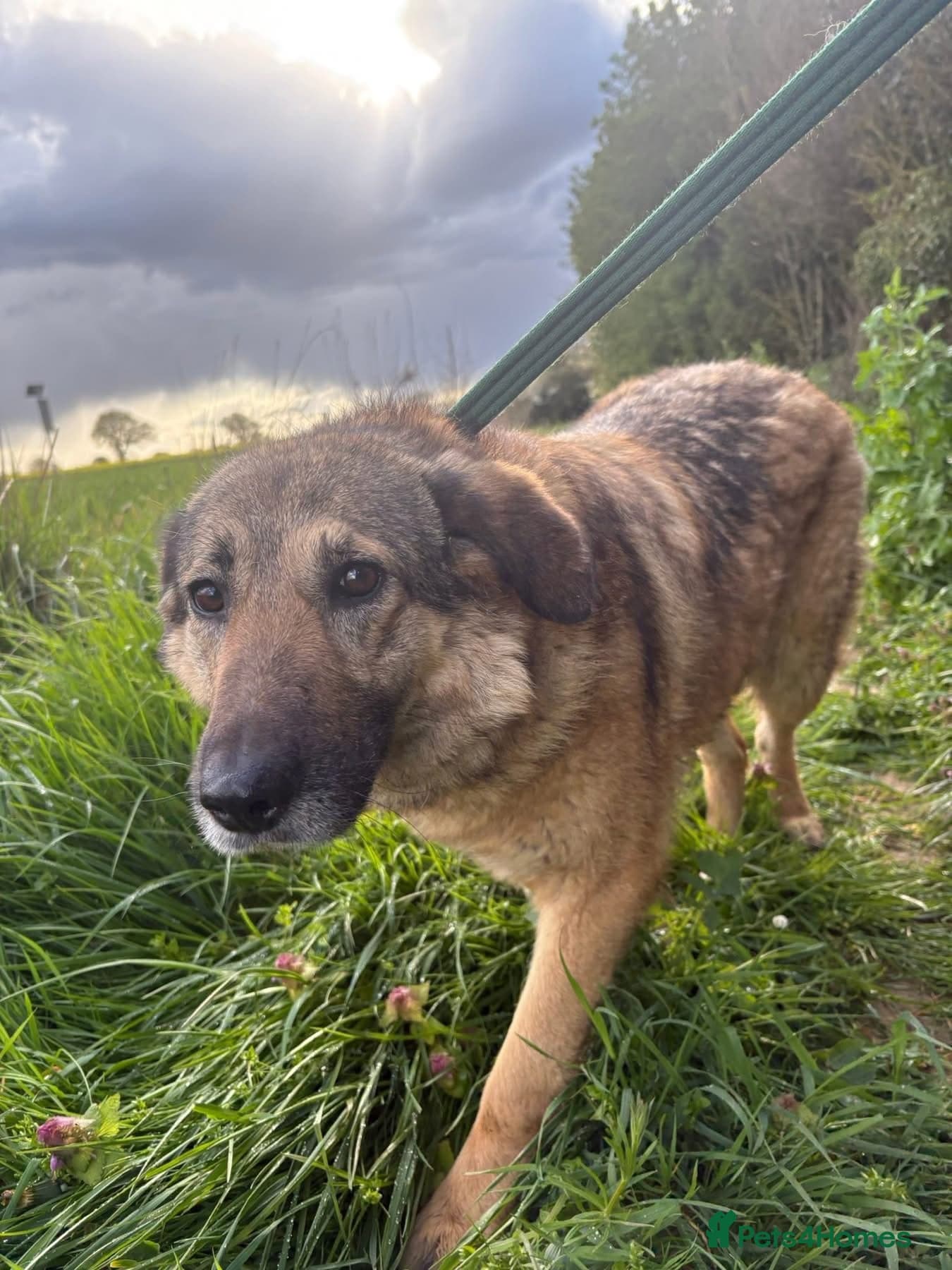 Amanda - Norwich Norfolk photo 15