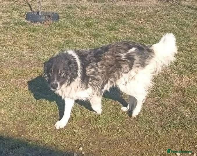 Freya - Norwich Norfolk photo 12