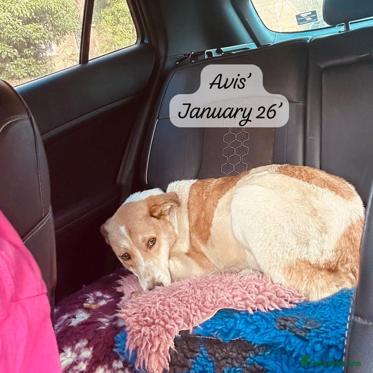 Avis- 20 months - photo 10