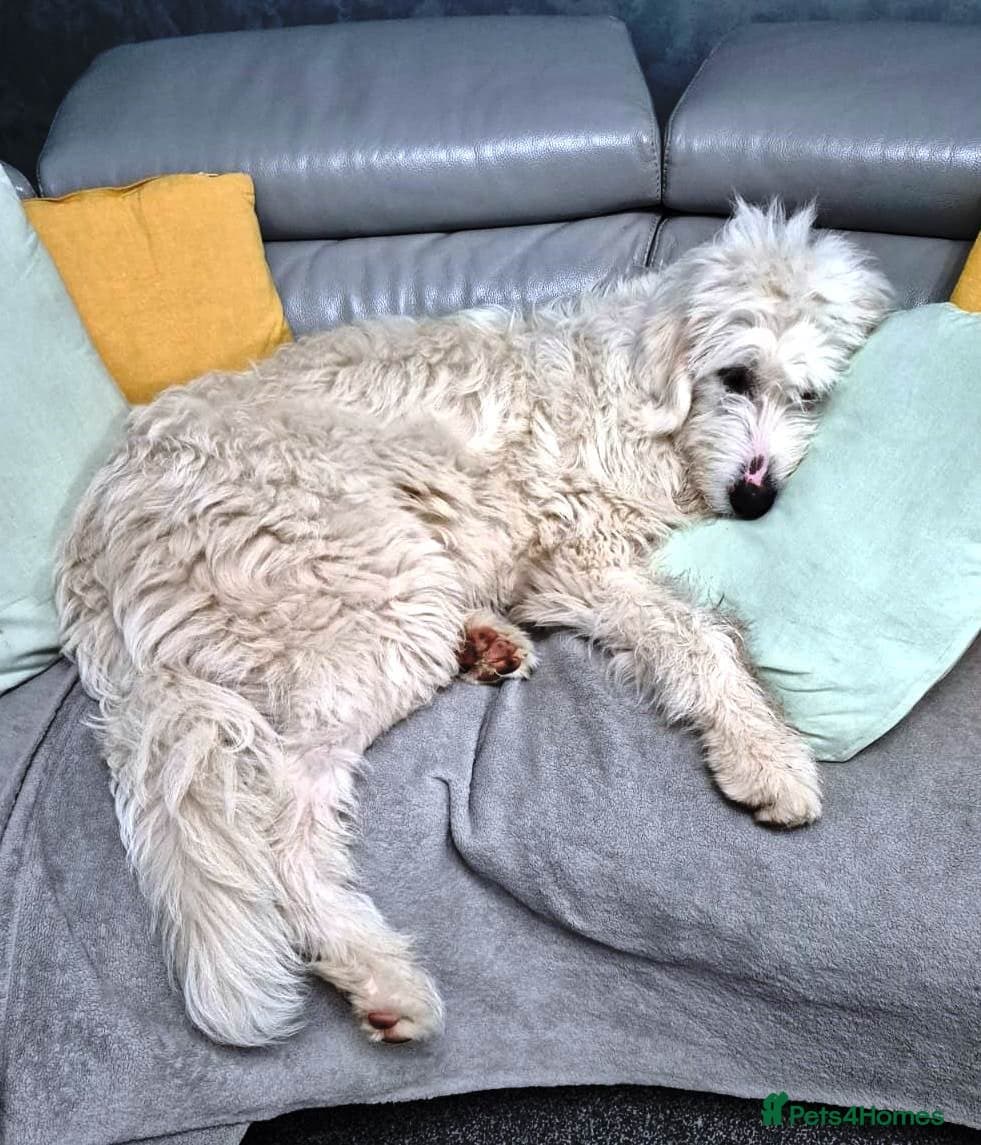 JOJO,URGENT🖤 Superb big Girl photo 17