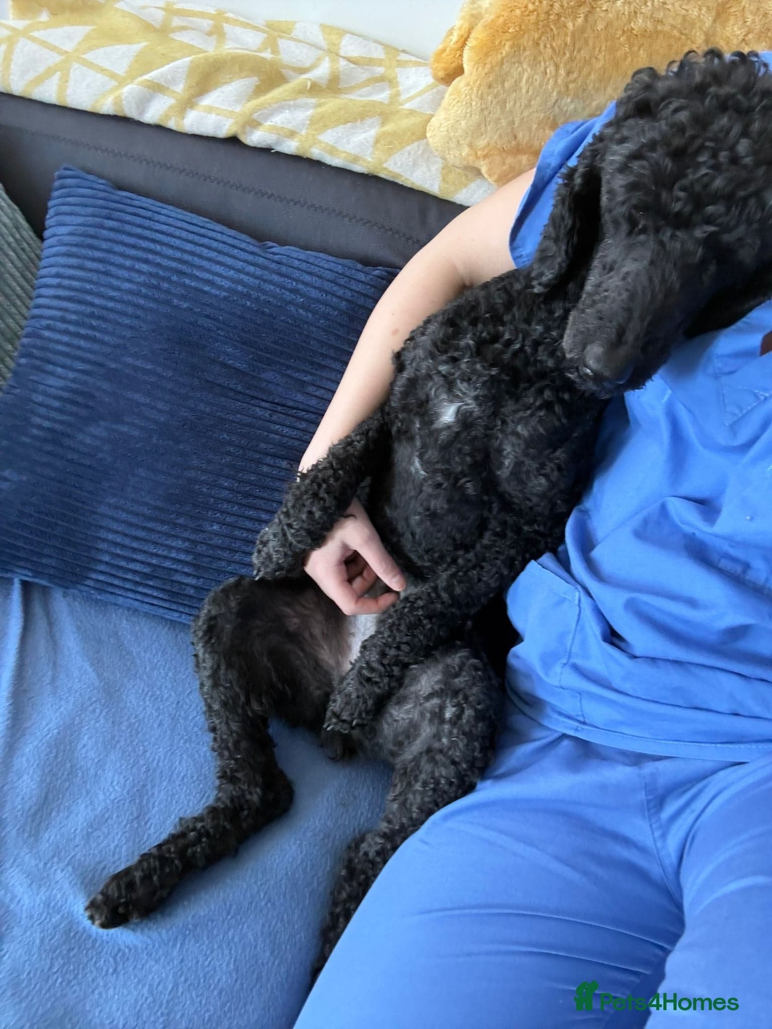 οΈπΆ charlie photo 15