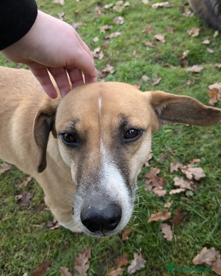 Shandy, a real sweetheart π§‘ photo 6