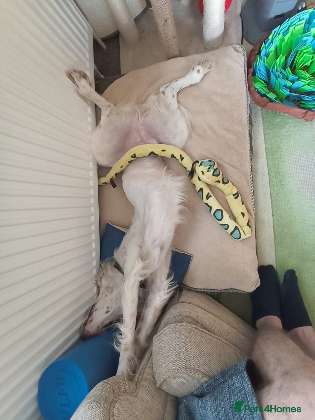 Parchi (Lucas) photo 10