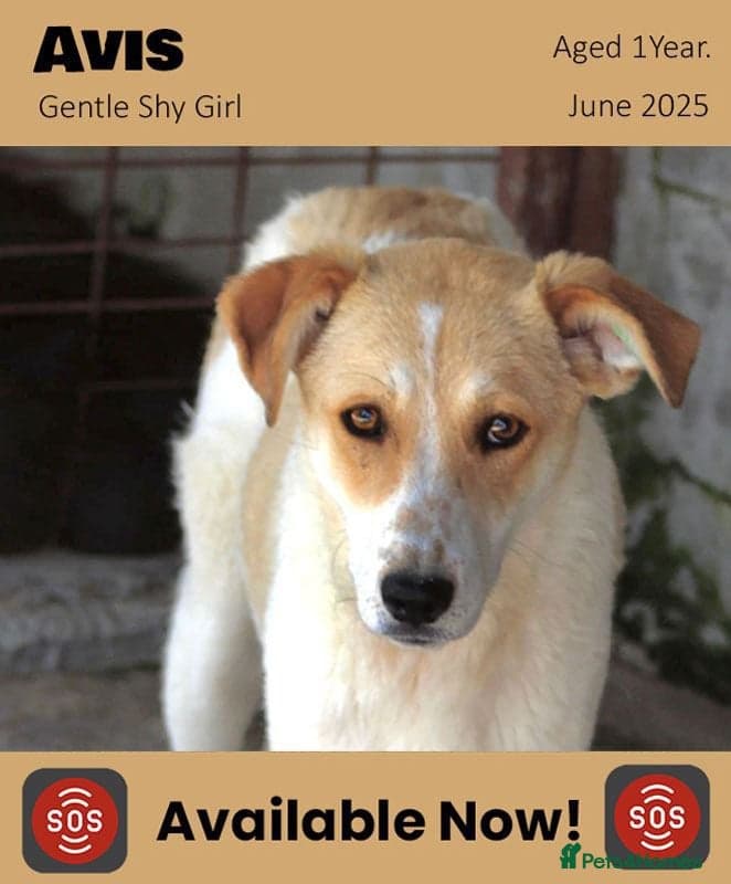 Avis- 20 months - photo 25