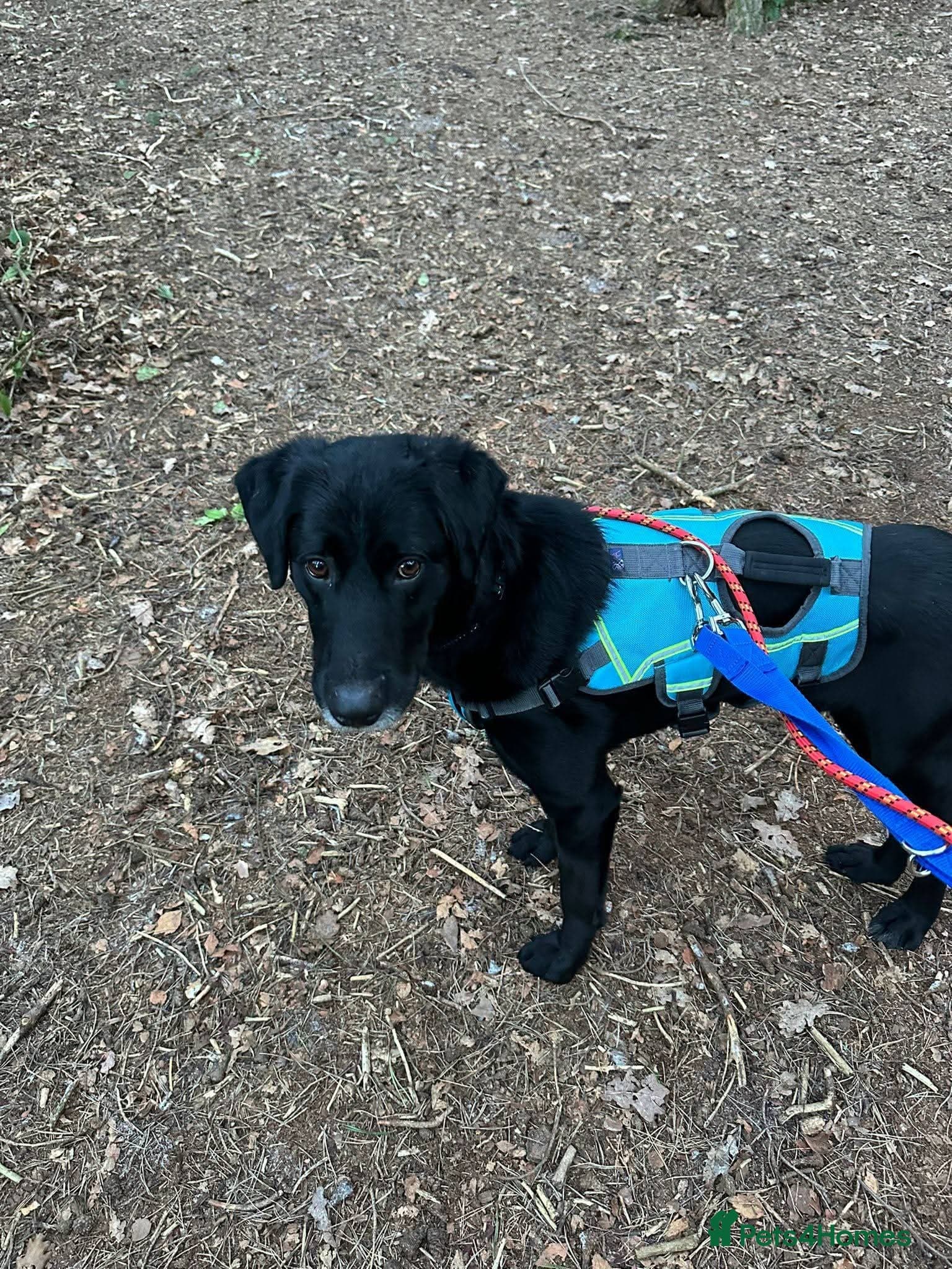 Meet Cosmo, currently residing in Yorkshire photo 7