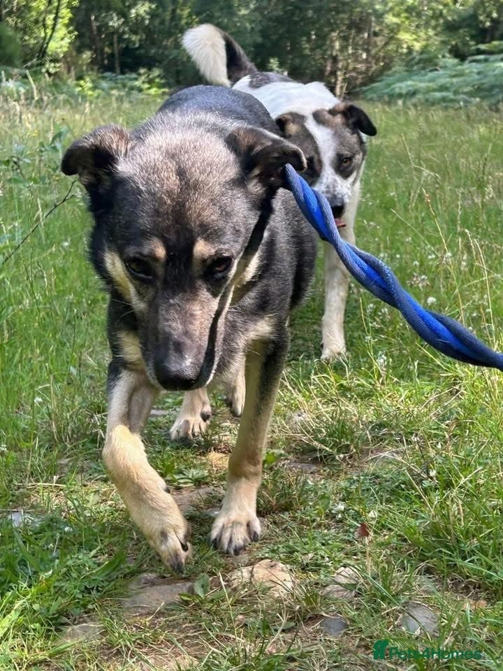 Joey - Norwich Norfolk photo 16