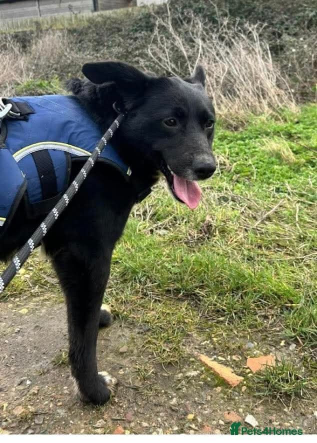 Meet Peaches, currently residing in Essex photo 2