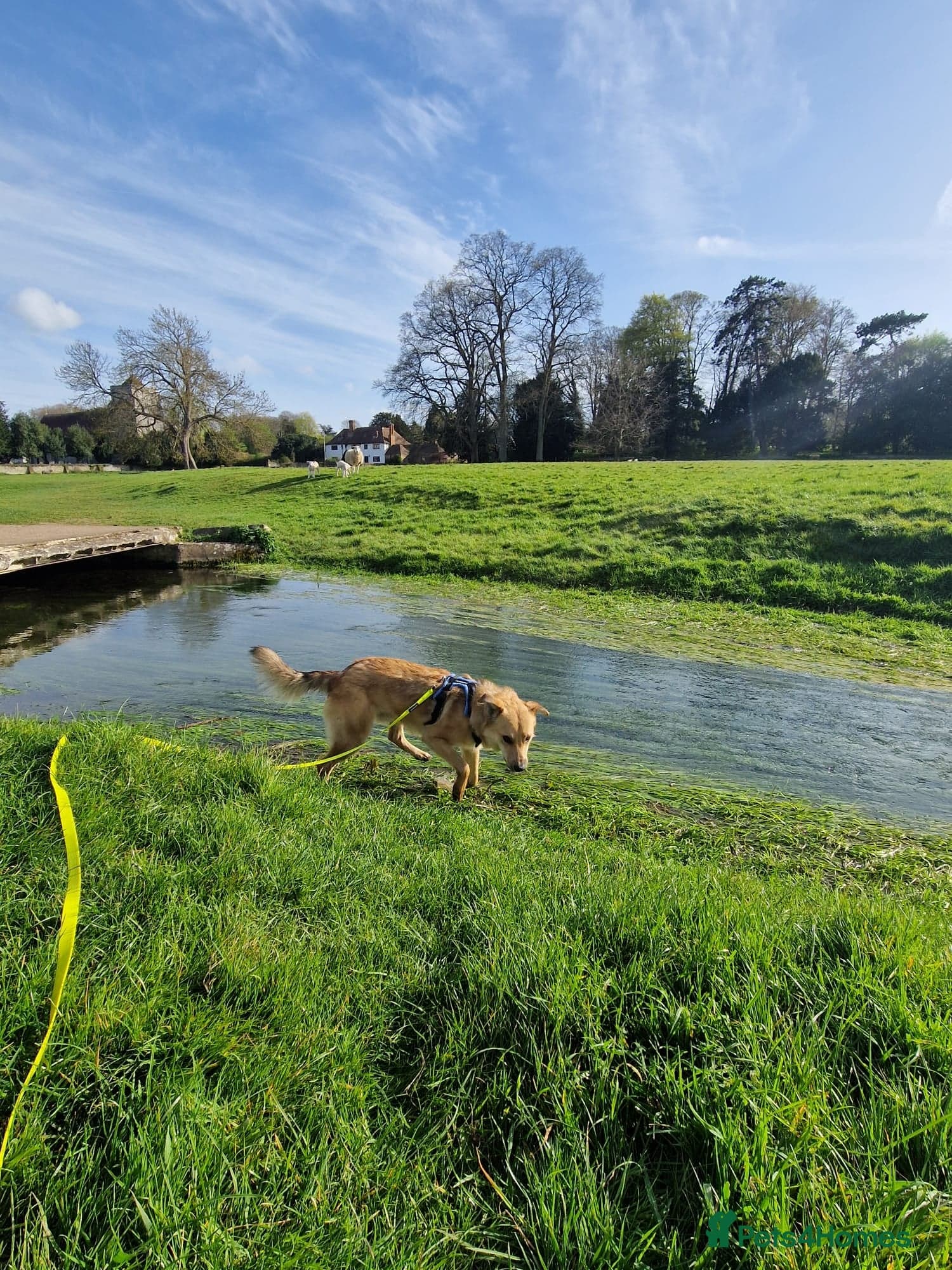 Cactus (yanik) photo 18