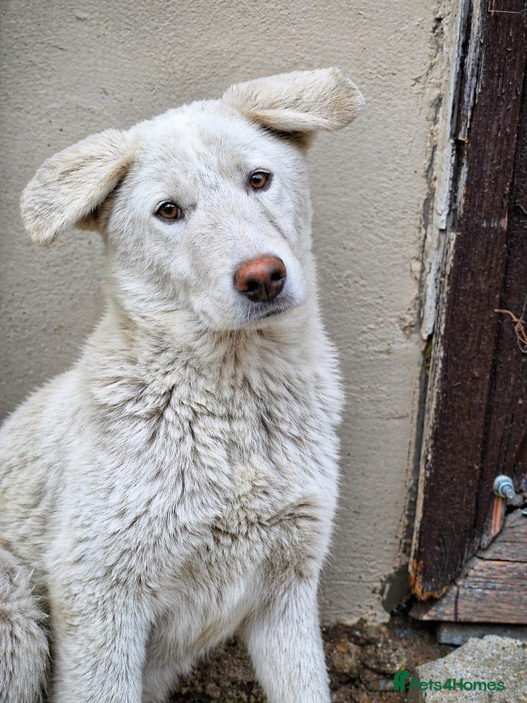 Meet AKY ! A Lovely Boy β Mixed Breed