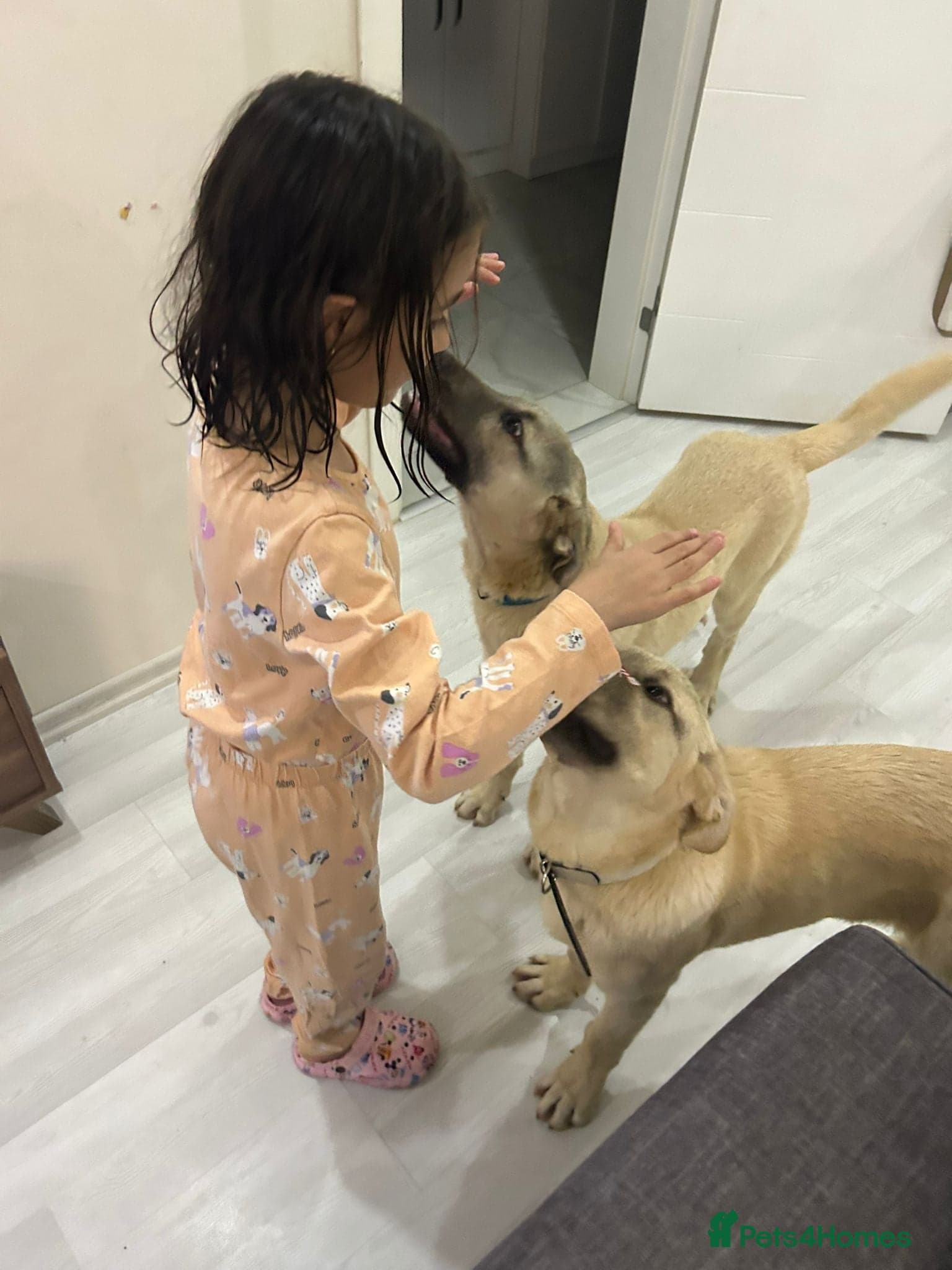 Toby — Anatolian Shepherd