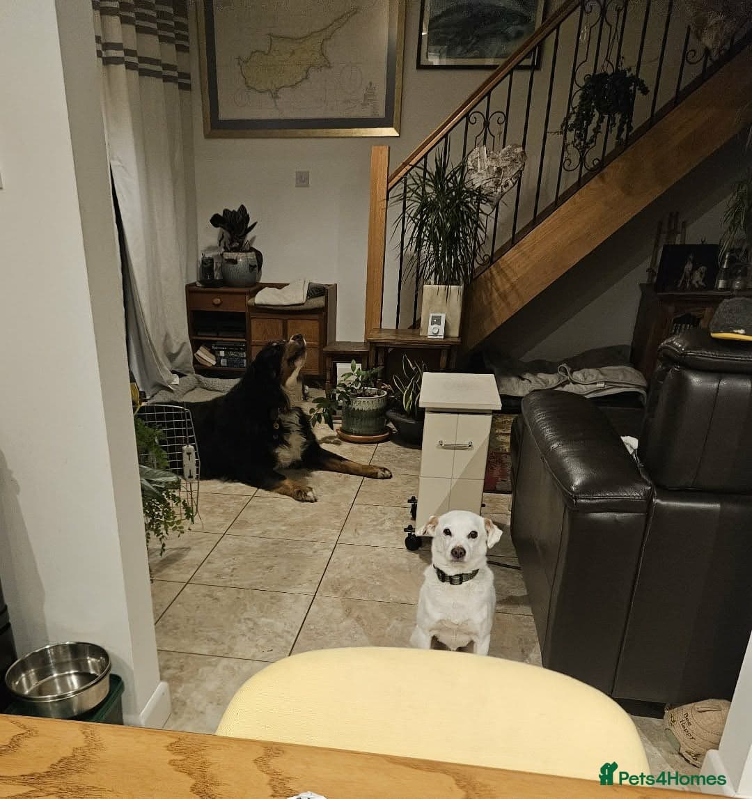 Sweet senior Bobby photo 3