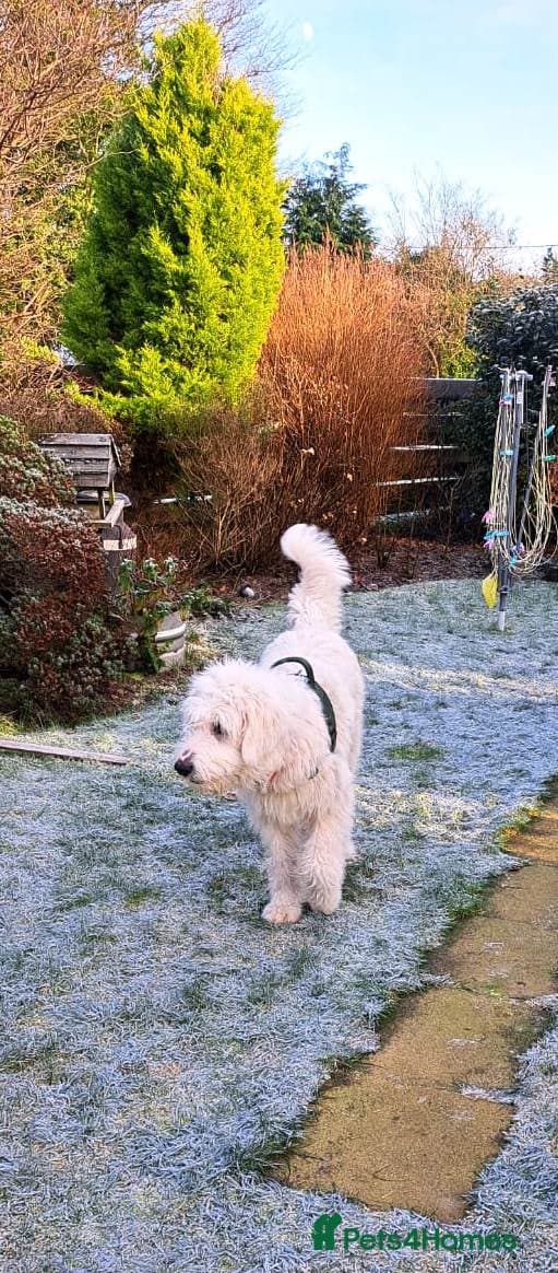 JOJO,URGENT🖤 Superb big Girl photo 15