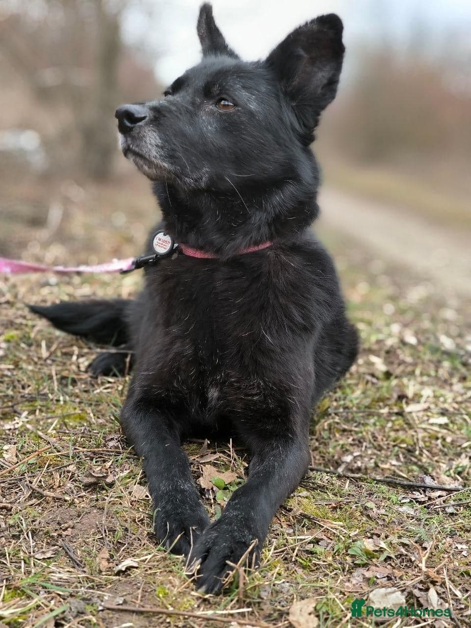 οΈπΆ tofa photo 11