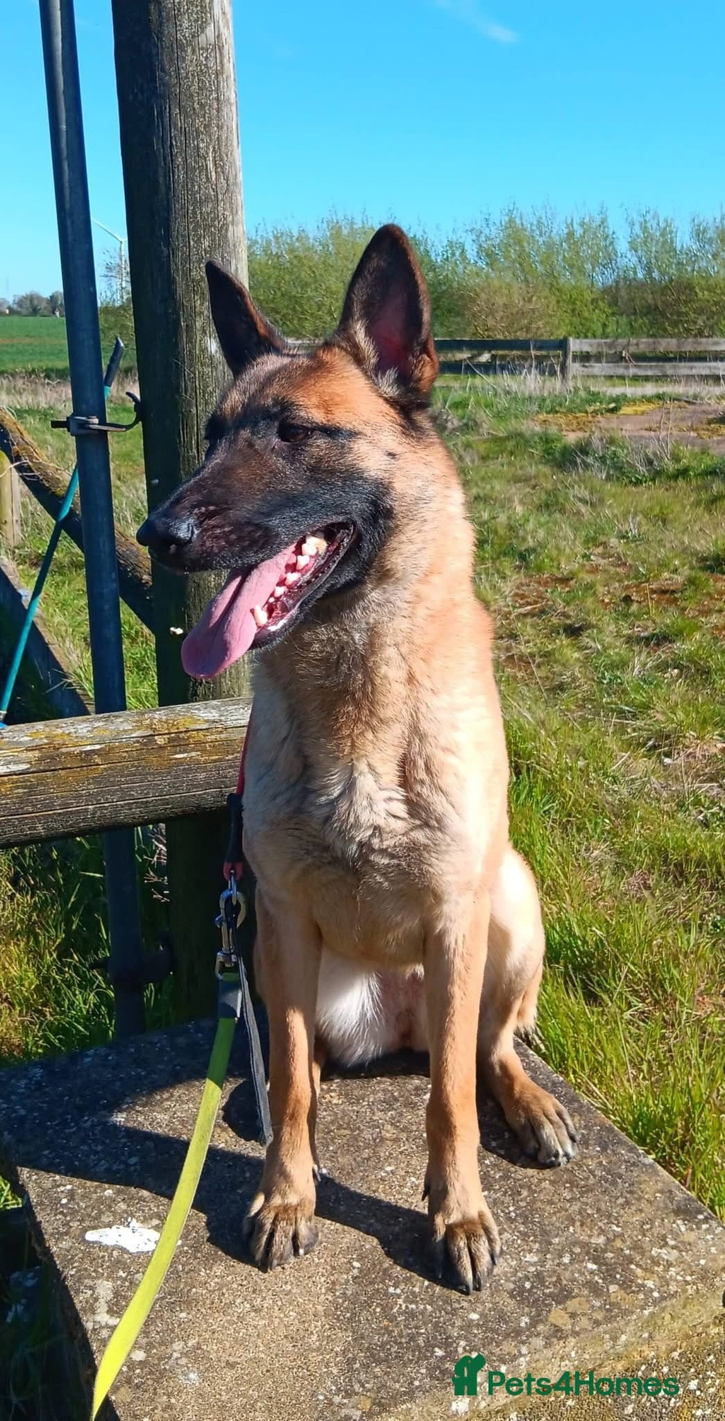BEK - Malinois photo 5