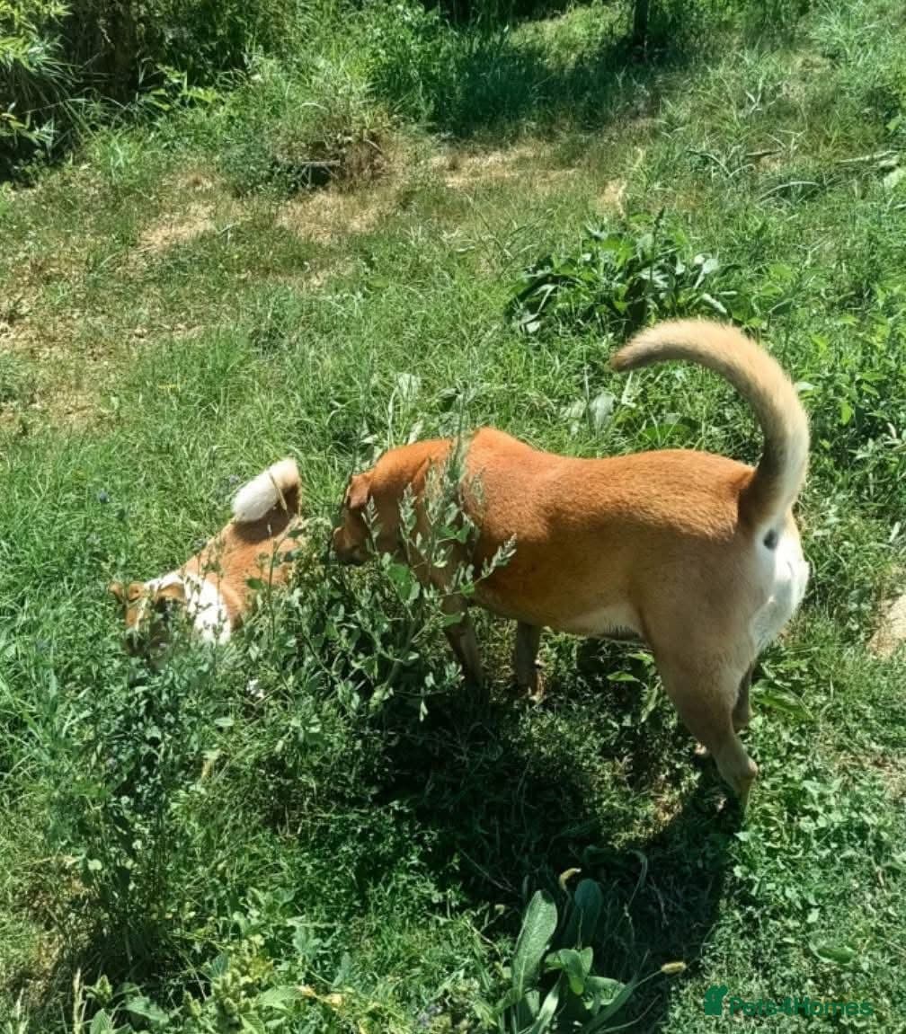 Thor - Dereham Norfolk photo 9