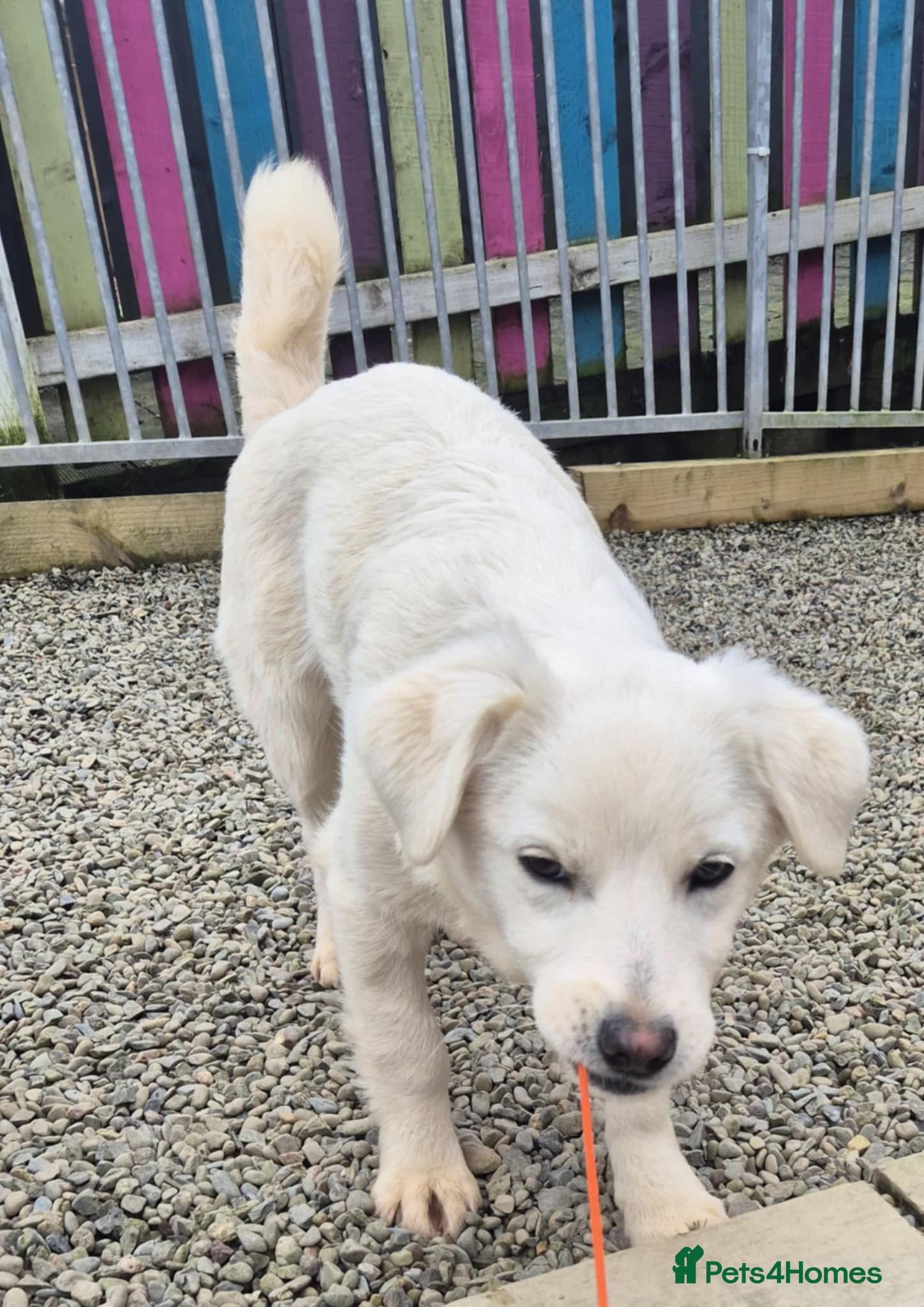 Buddy - In Ayr photo 7