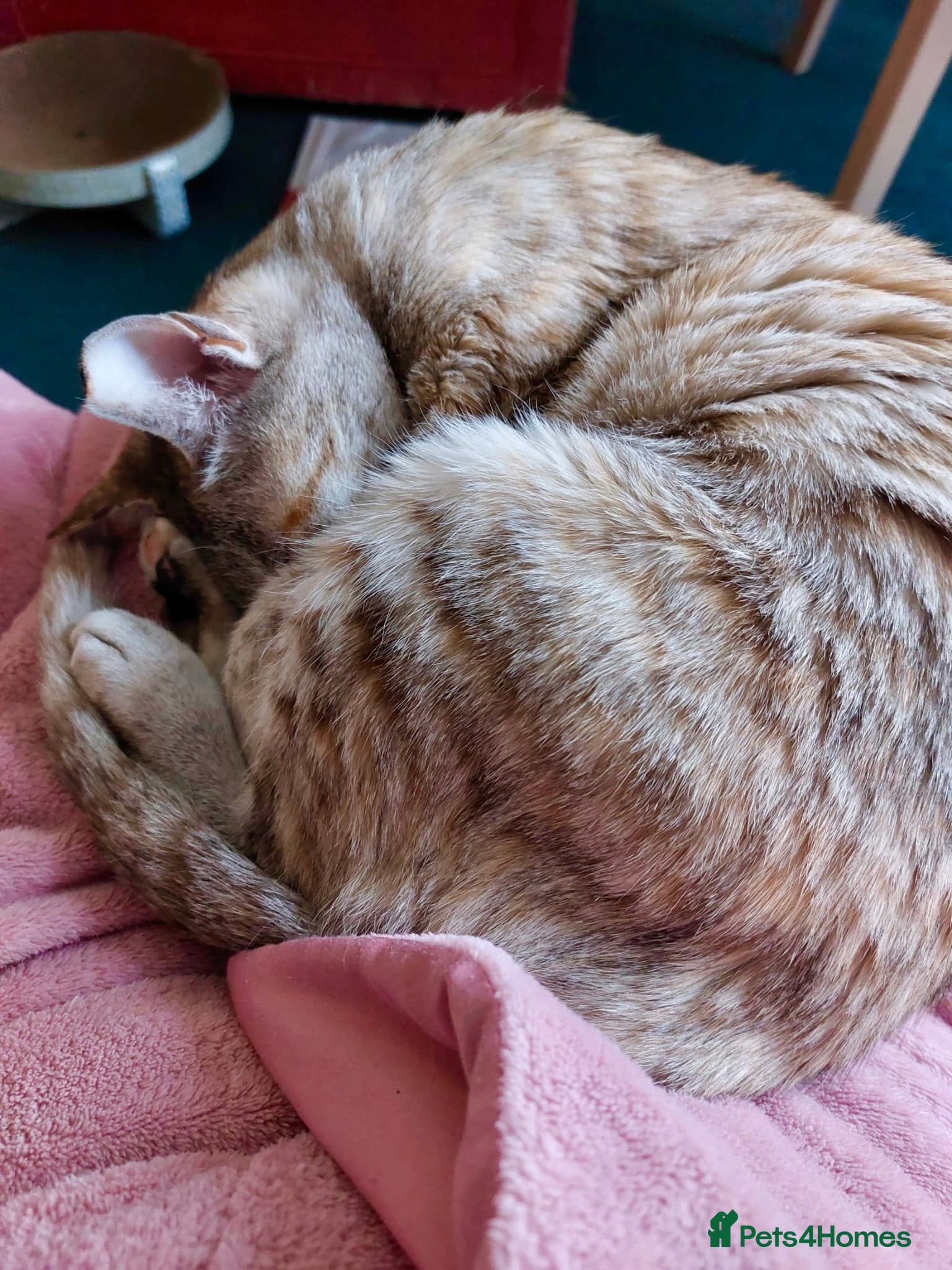 Gentle Senior Indoor Cat photo 5