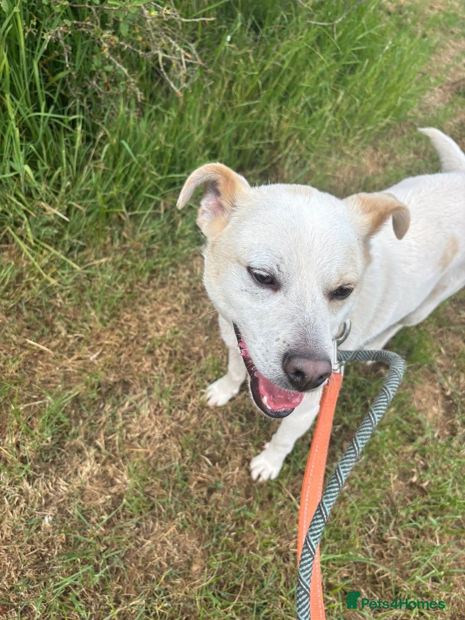 Meet Bear, currently residing in Cheshire photo 7