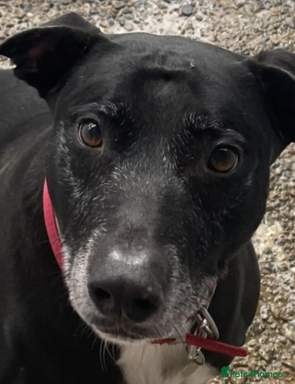 MAX 8yr old Cross Breed photo 2