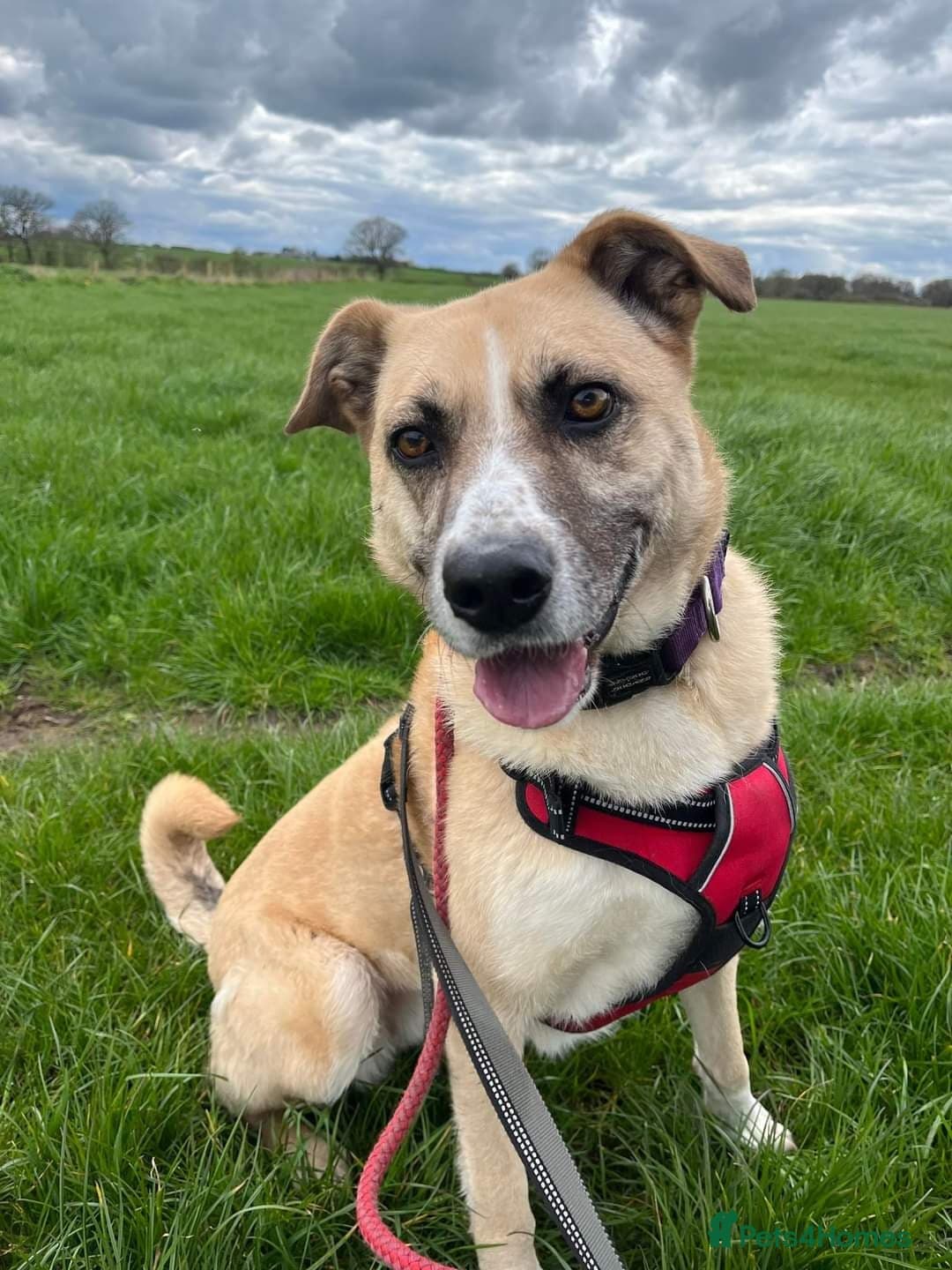 Meet Ruma, currently residing in Cheshire — Mixed Breed