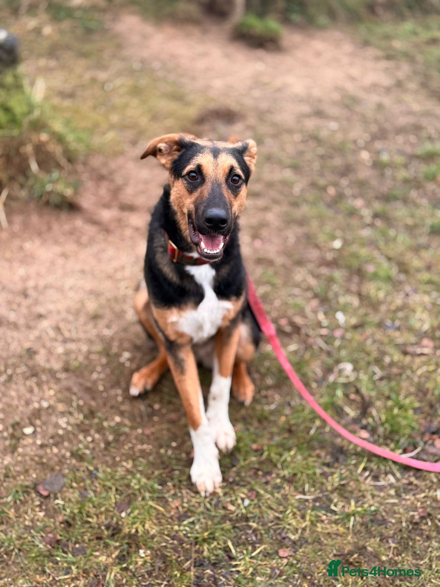 LOOK AT HIM:💙BRUNO💙Someone's best ever friend photo 14