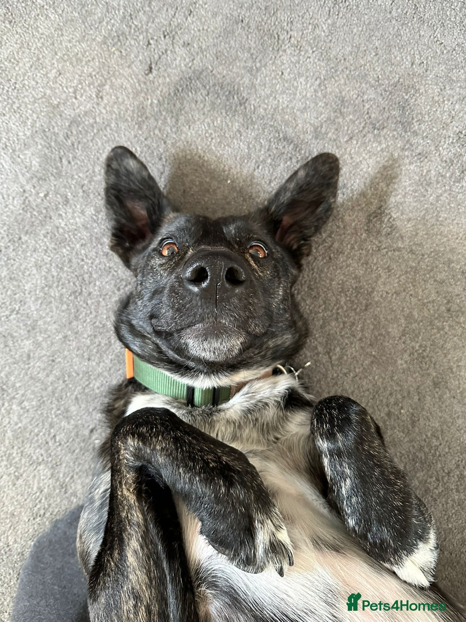 Ember — Mixed Breed