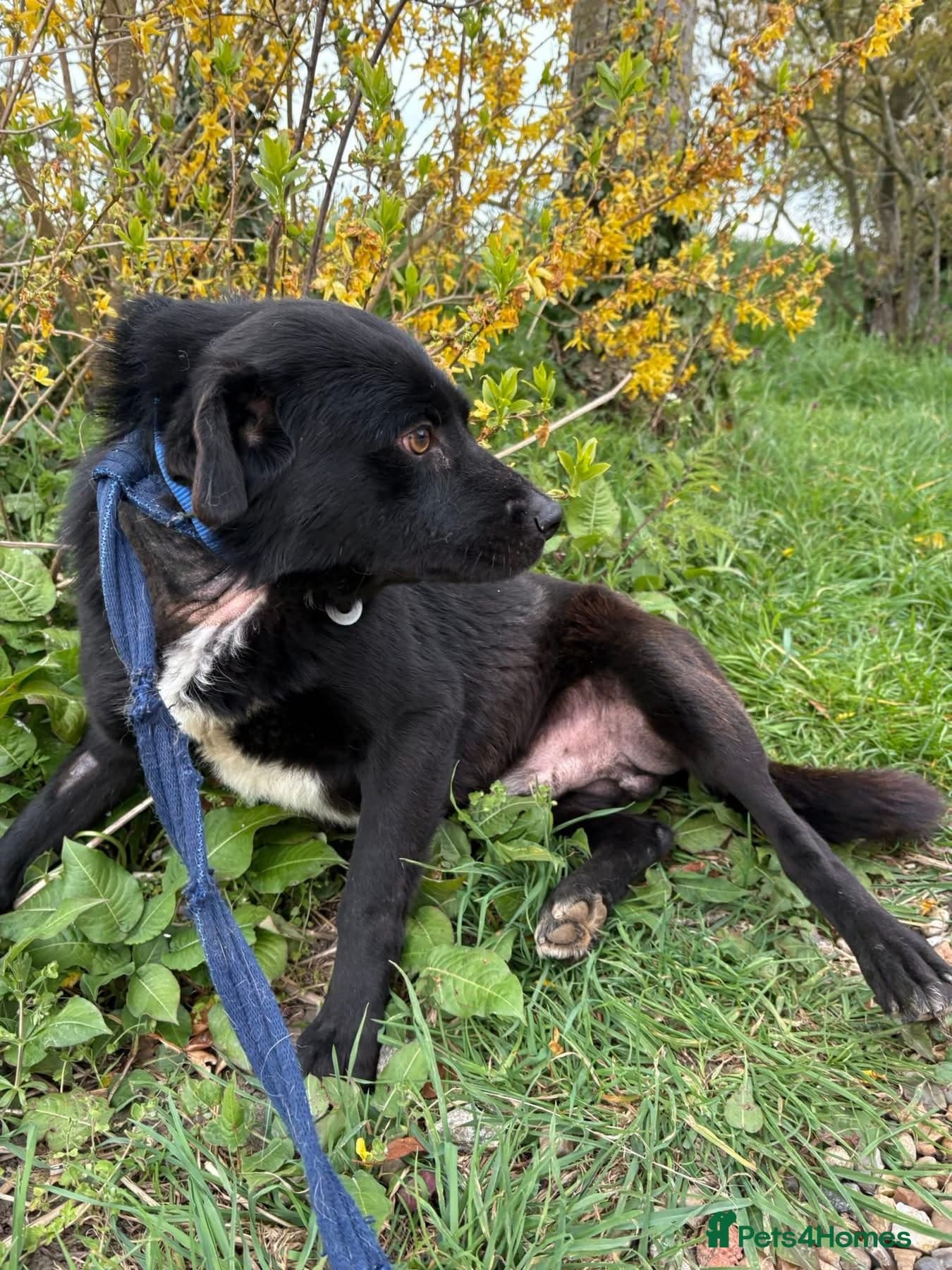 Callum - Norwich Norfolk photo 9