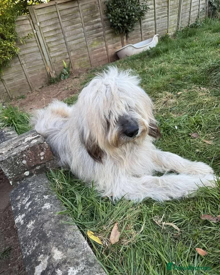 Oscar - our bear boyπ photo 5