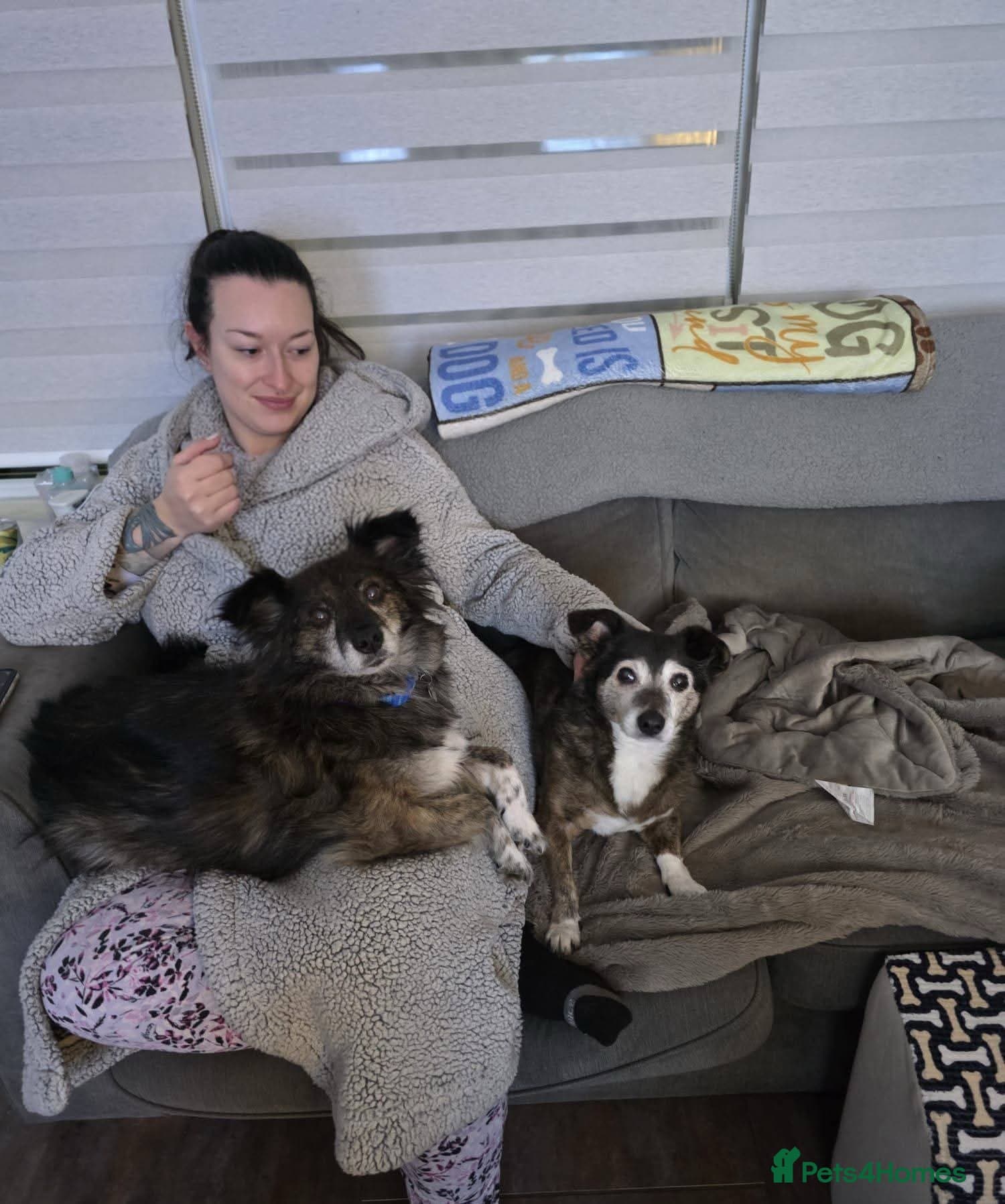 Meet Gizmo, currently residing in Lancashire photo 9