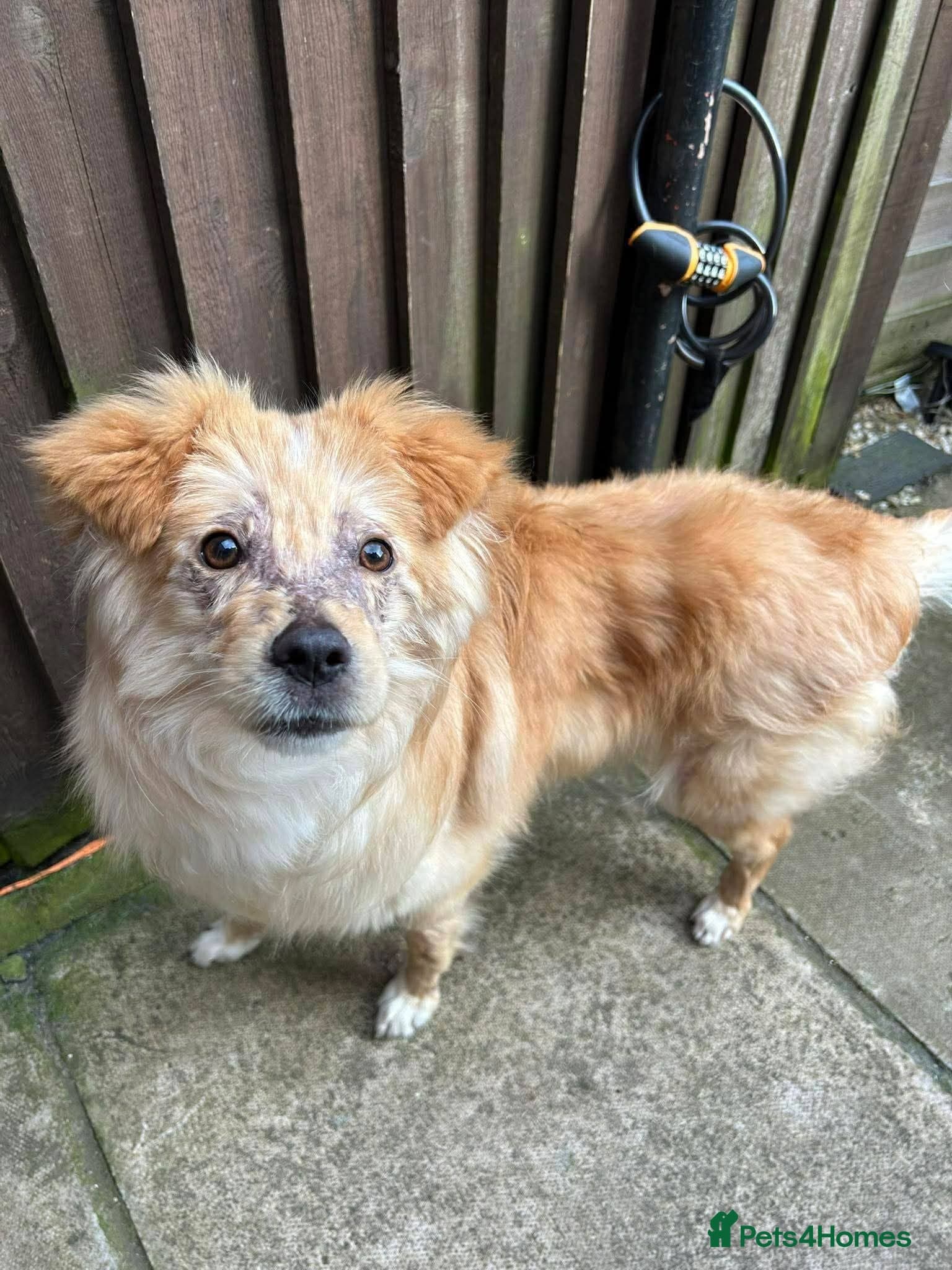 Meet Sabre, currently residing in Leicestershire photo 3