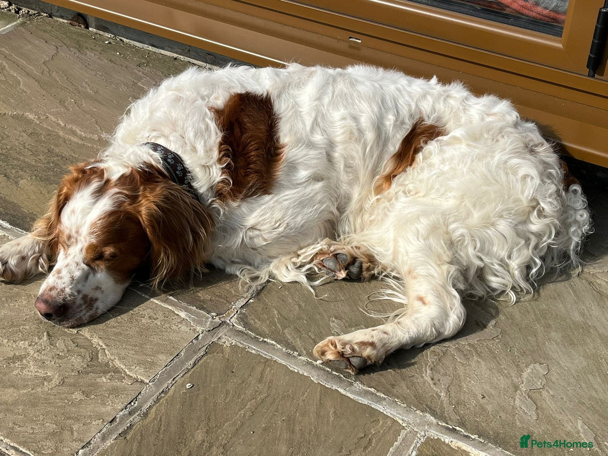 Ronnie, 3-year old Brittany male photo 5