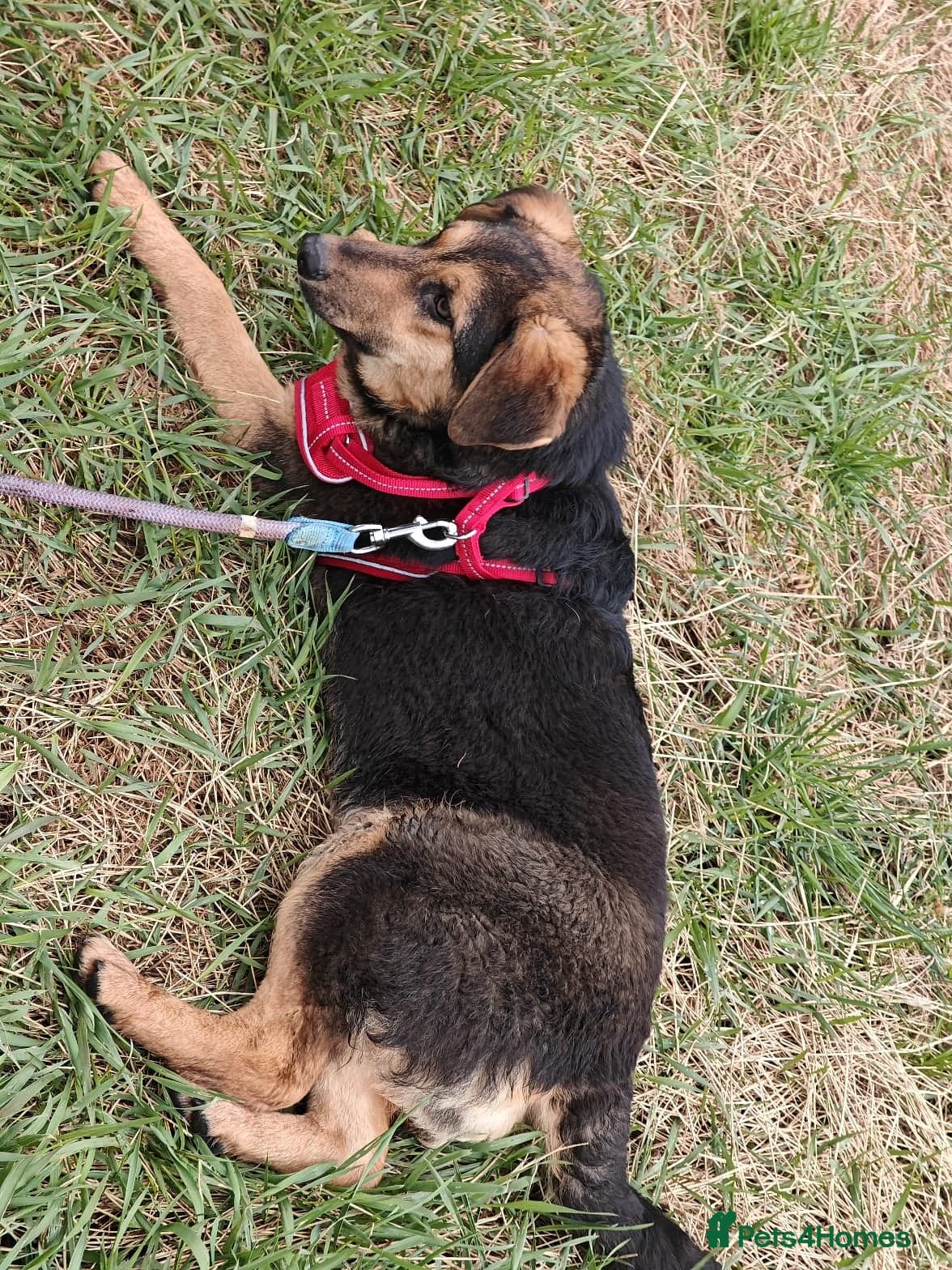 οΈπΆ yasia photo 22