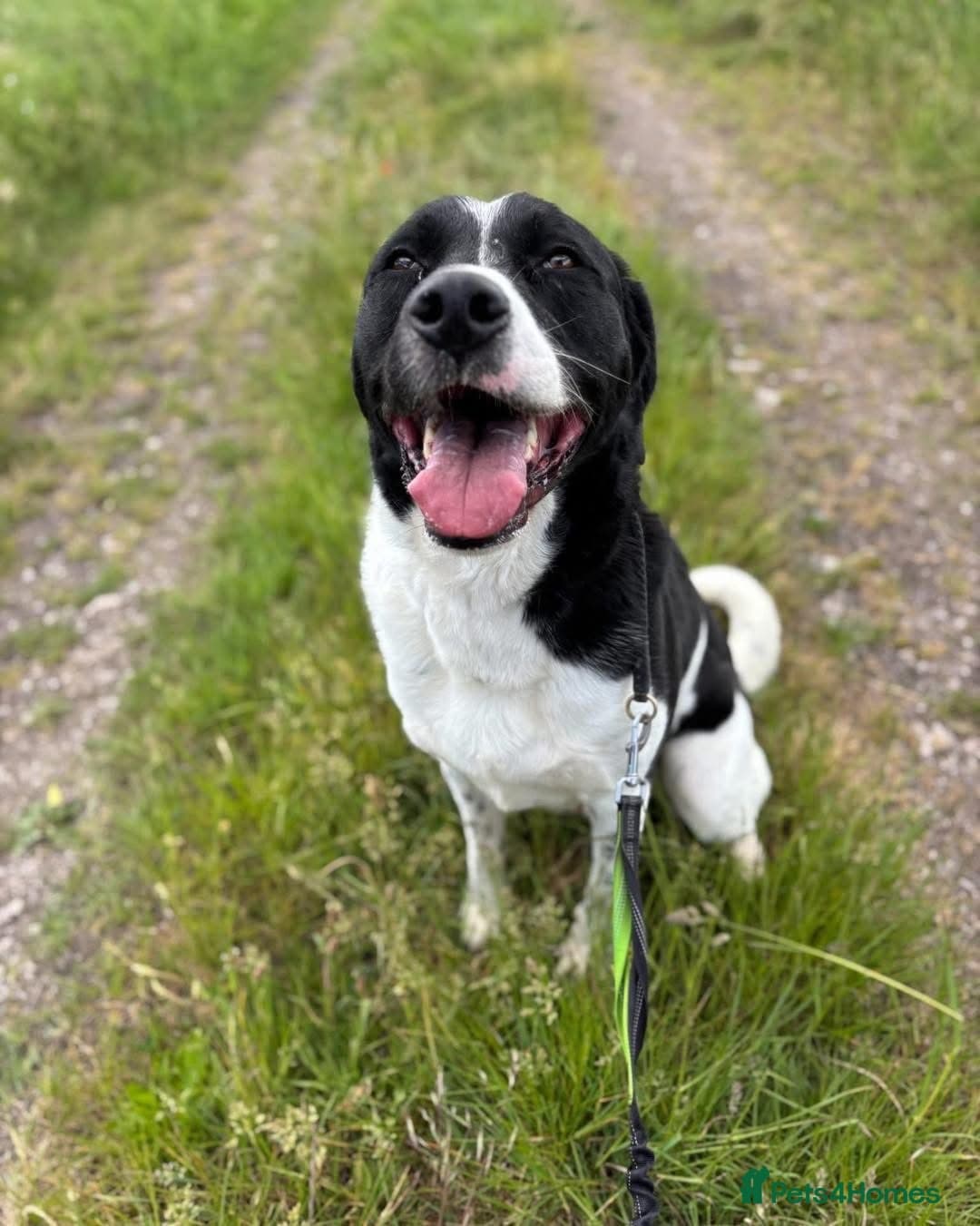 Caleb - our gentle giant๐ photo 8