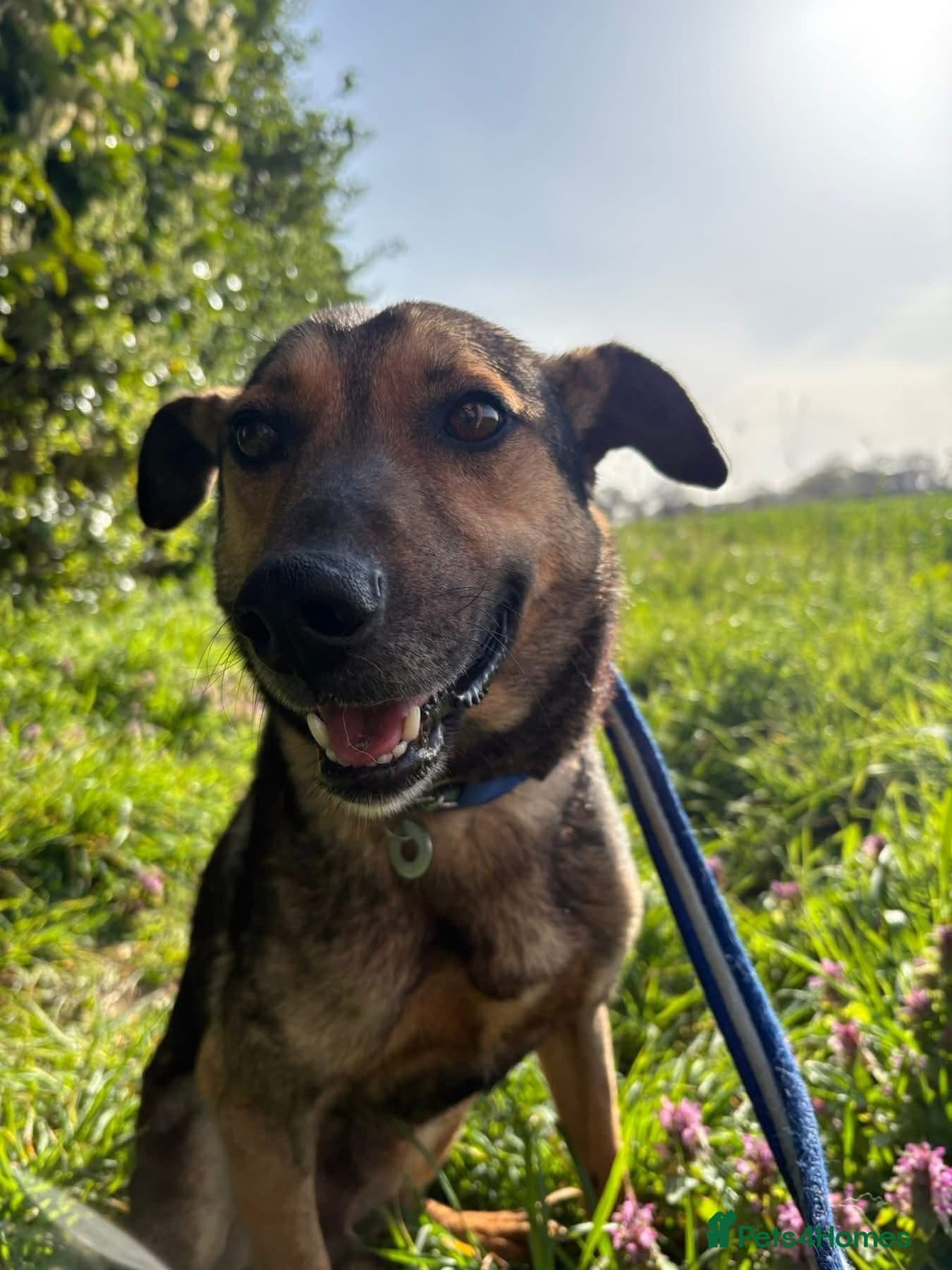 Jenkins - Norwich Norfolk β Mixed Breed