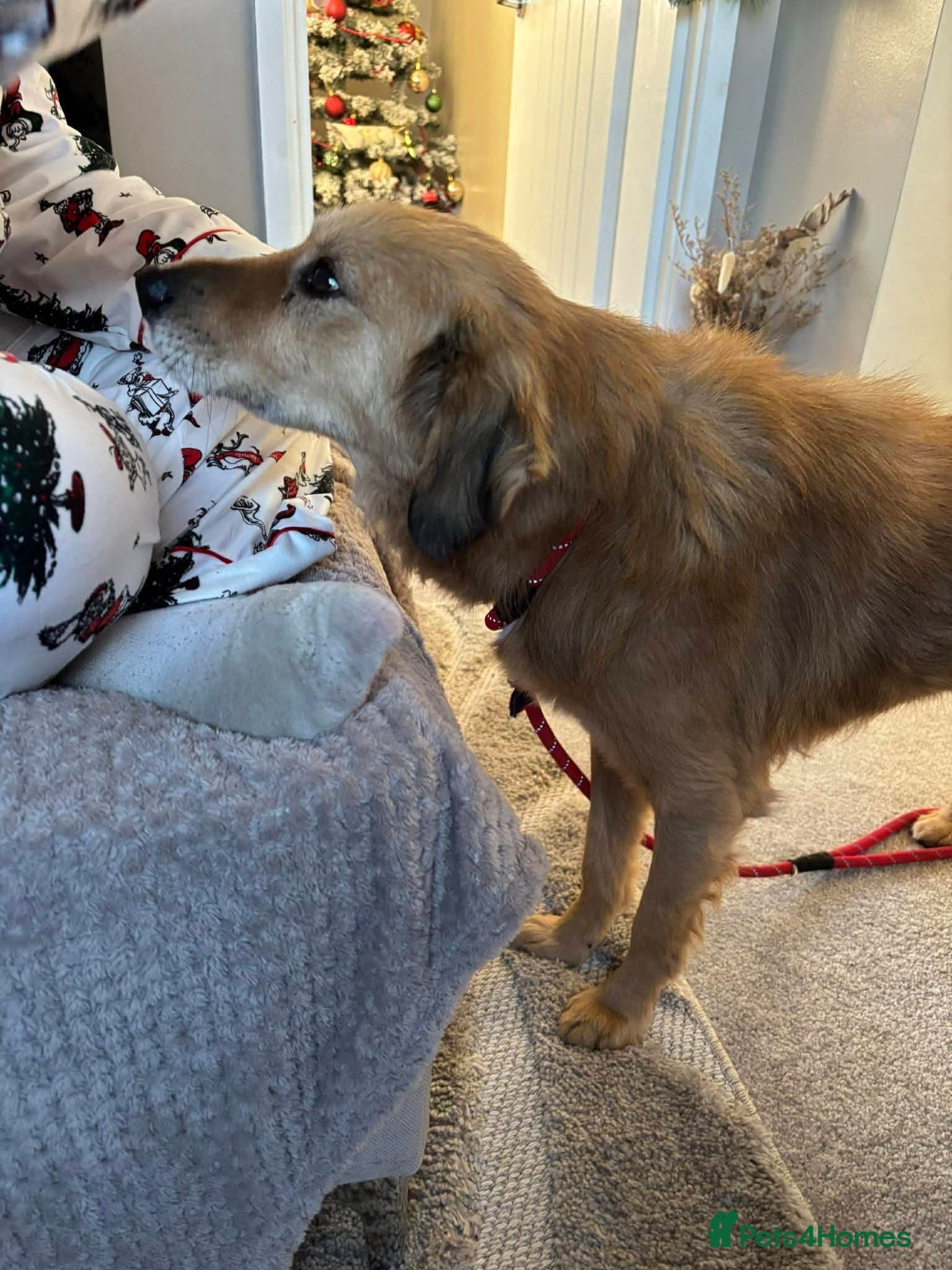 Meet Twiggy,currently residing in Yorkshire photo 6