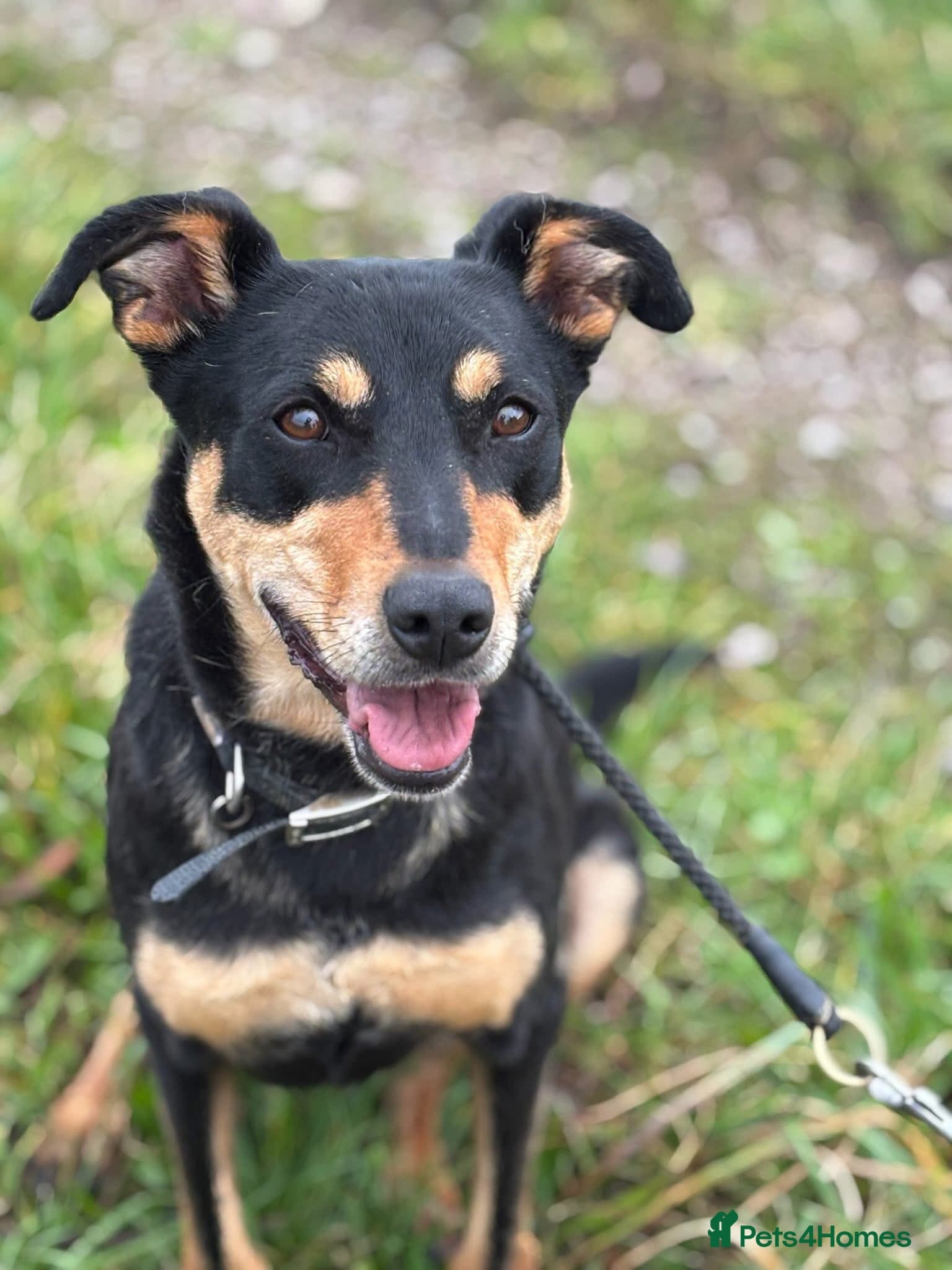 Maddy β Mixed Breed