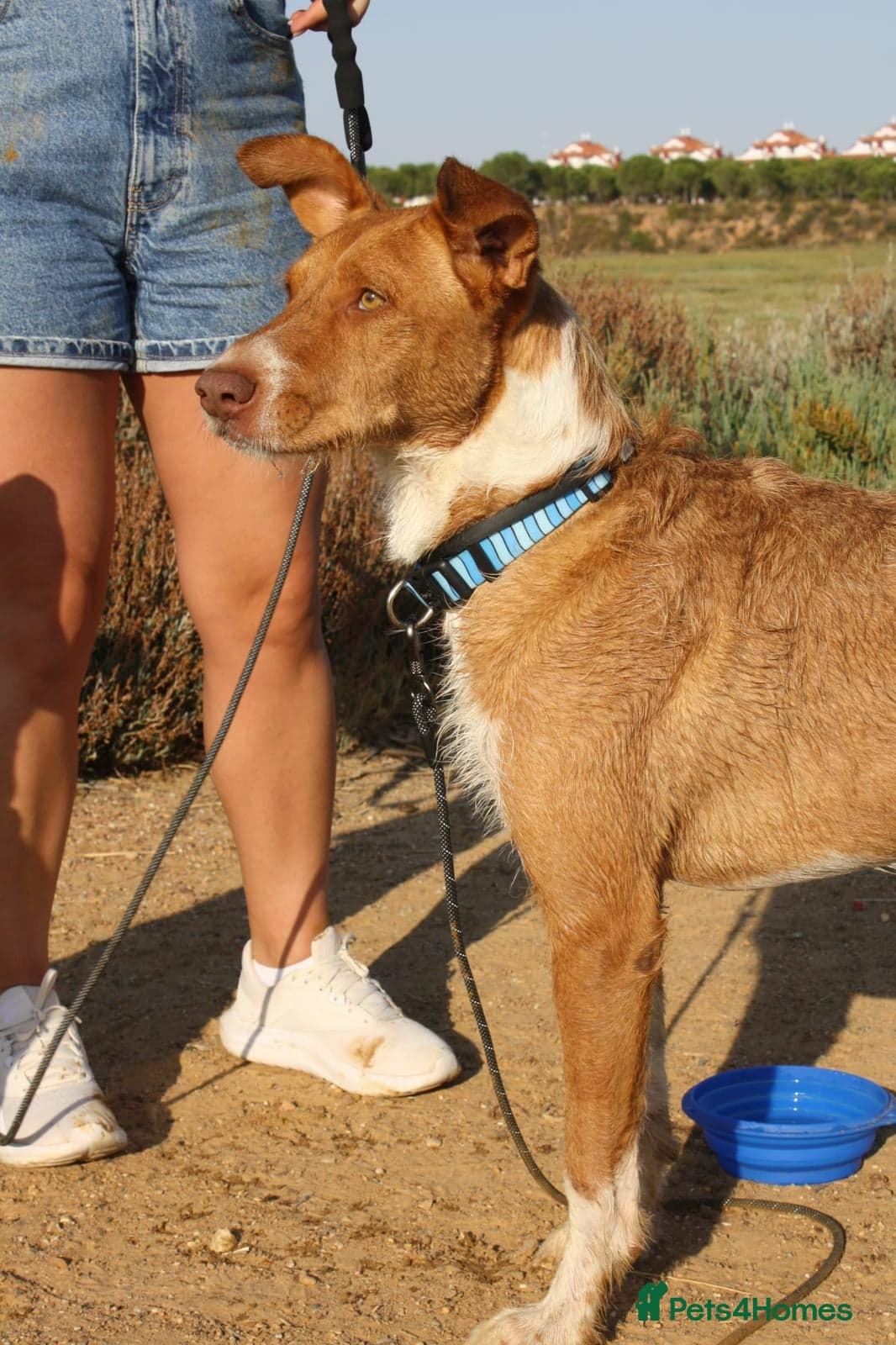 Years waiting - forgotten dogs photo 4