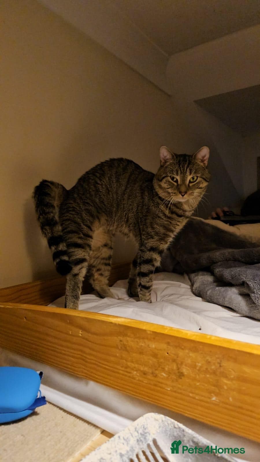 Gentle 10 month rescue MaleCat photo 12