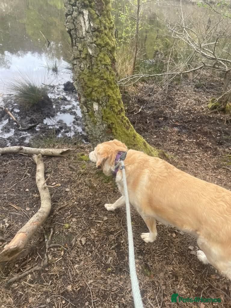 Meet Honey, currently residing in Guilford photo 8