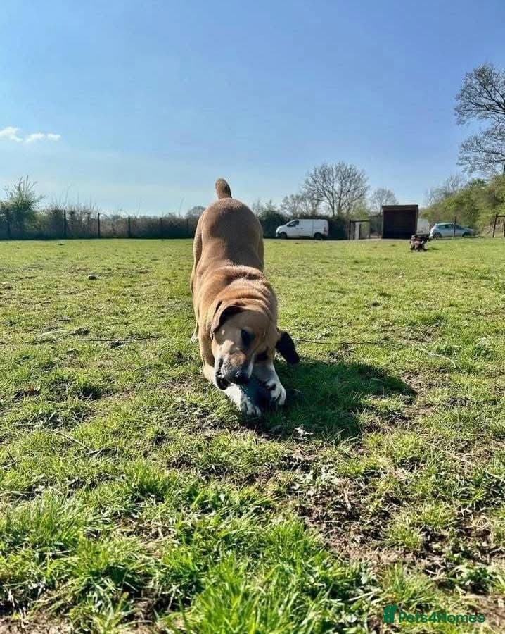 Shandy, a real sweetheart π§‘ photo 13