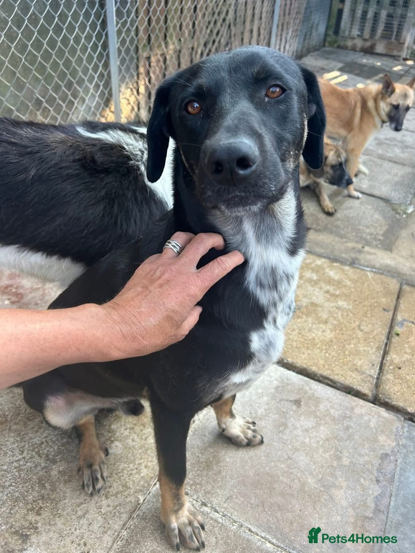 Whiskey. Norwich Norfolk photo 4