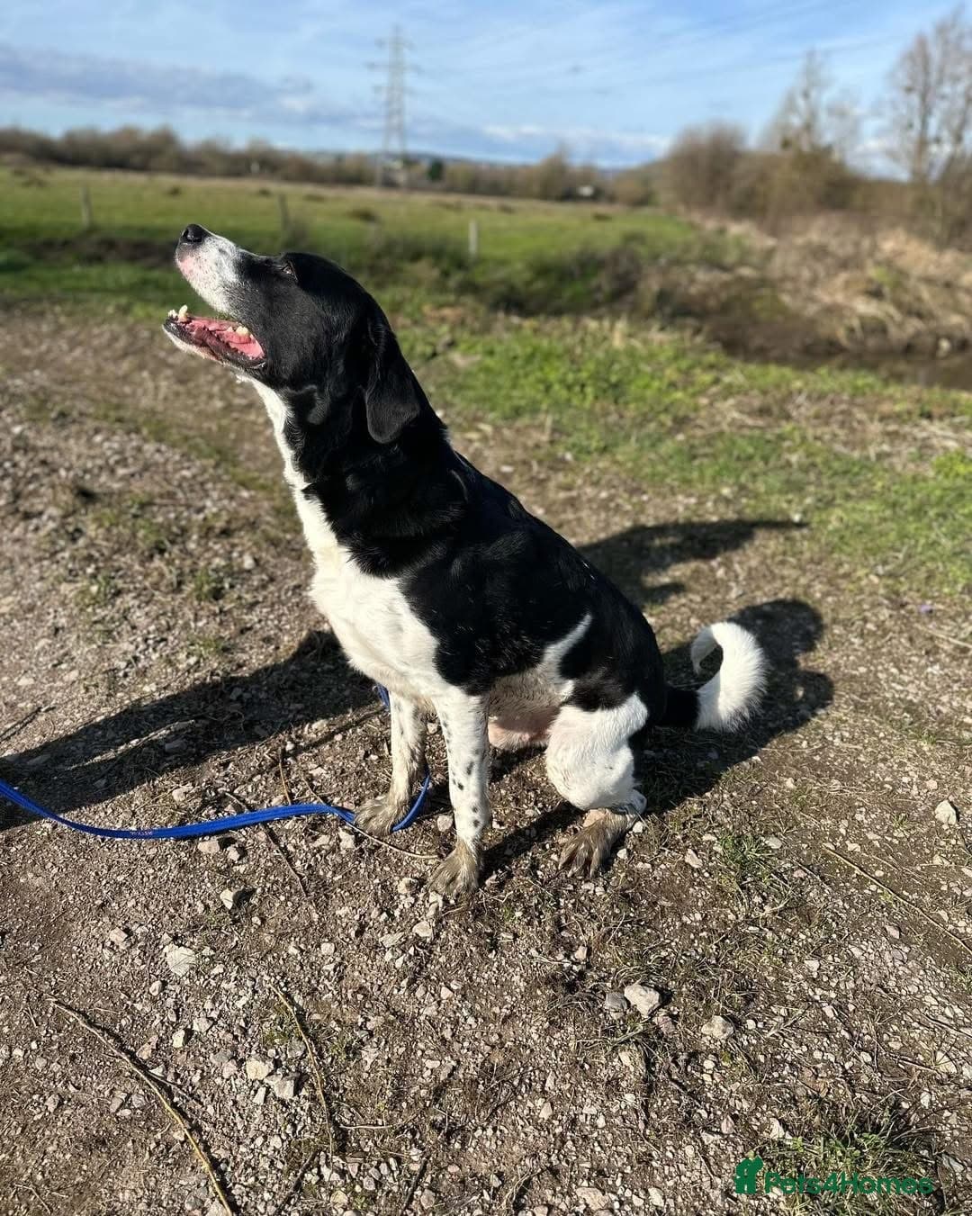 Caleb - our gentle giant๐ photo 7