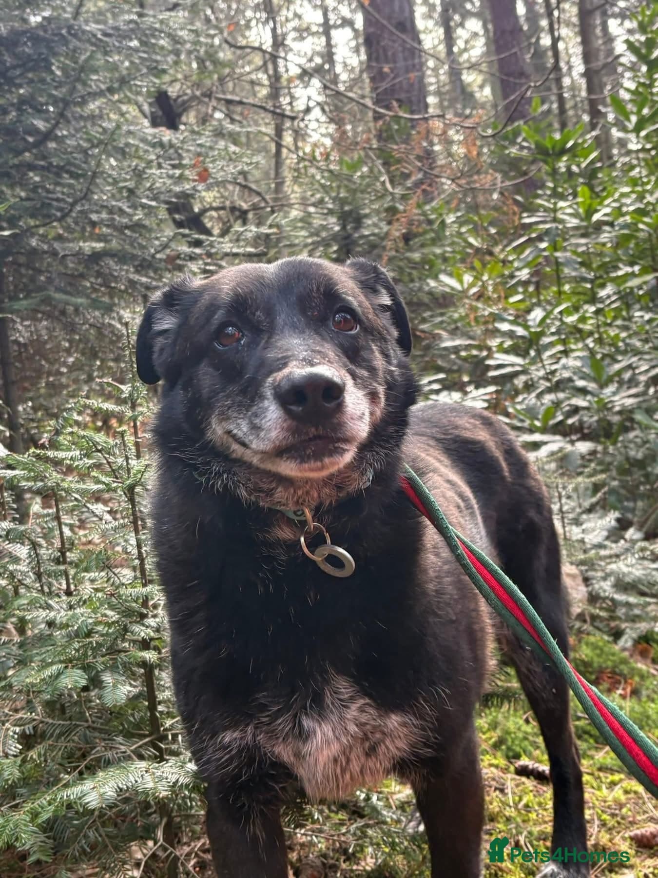 Aramis - Norwich Norfolk photo 14