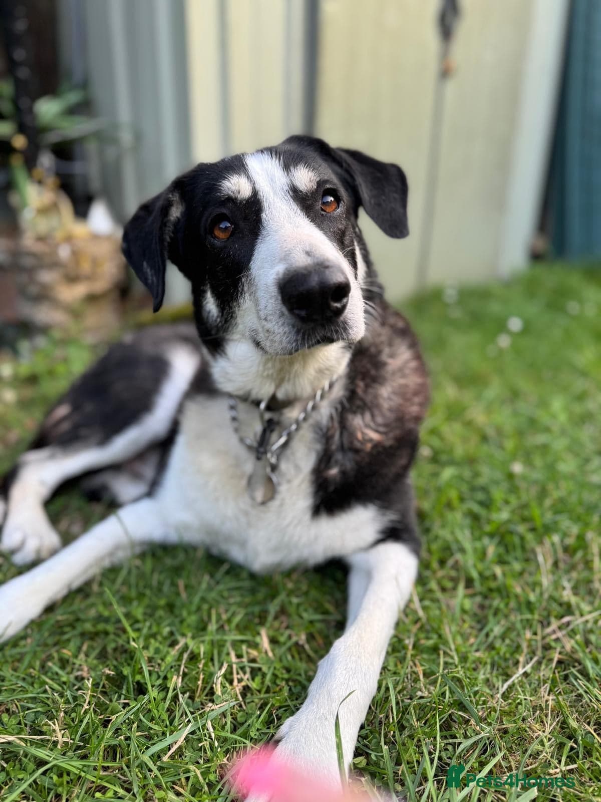 Sandy — Mixed Breed