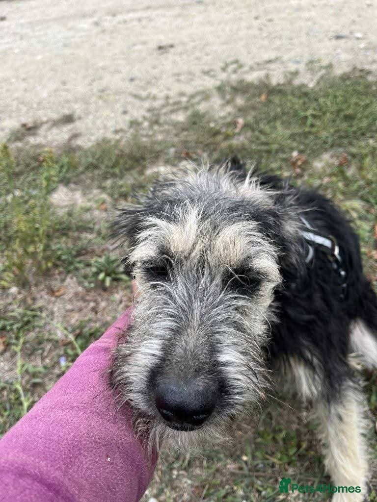 Meet Courgetti, currently residing in Norfolk — Mixed Breed