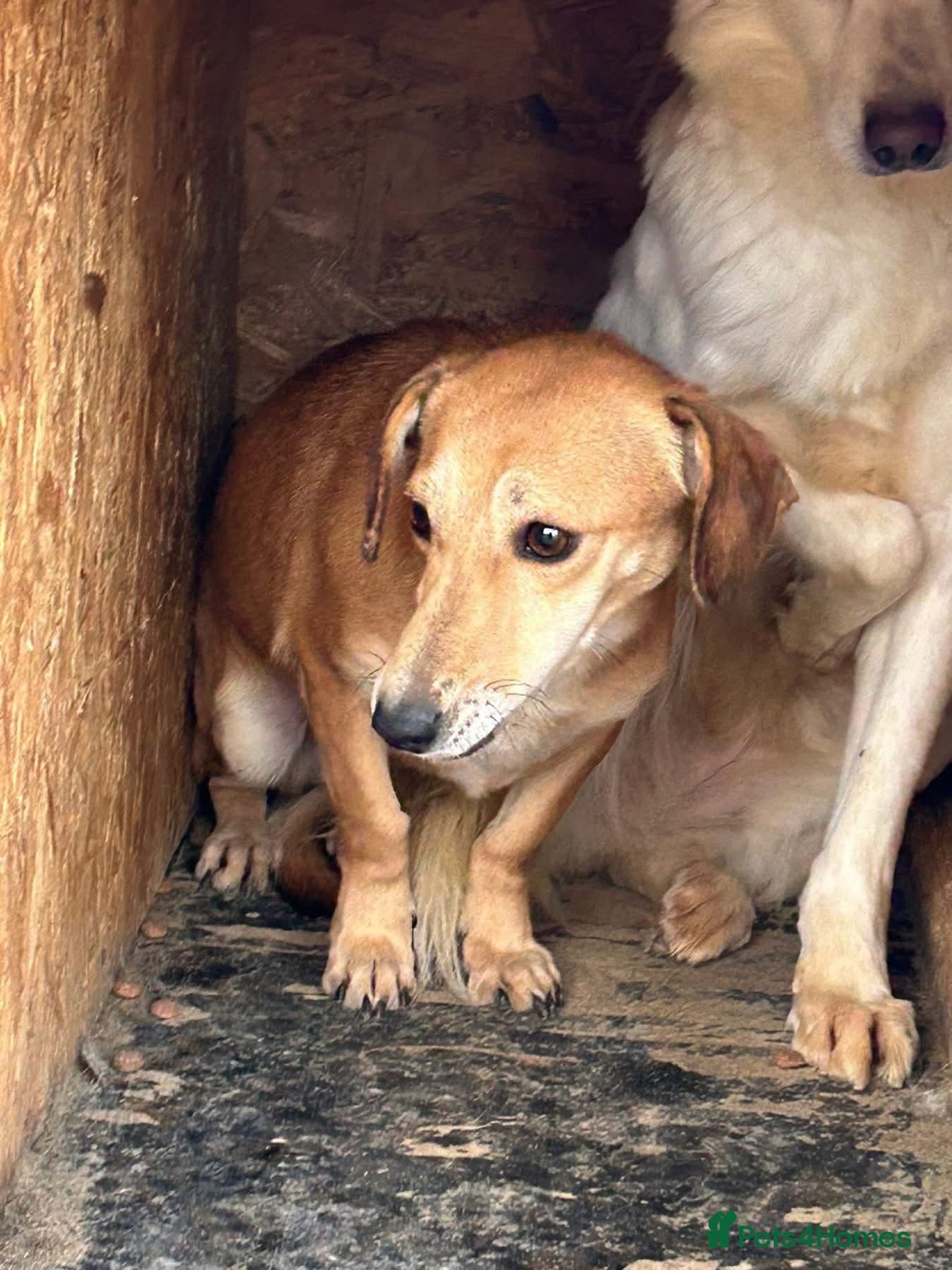 Mavis - Norwich Norfolk photo 10