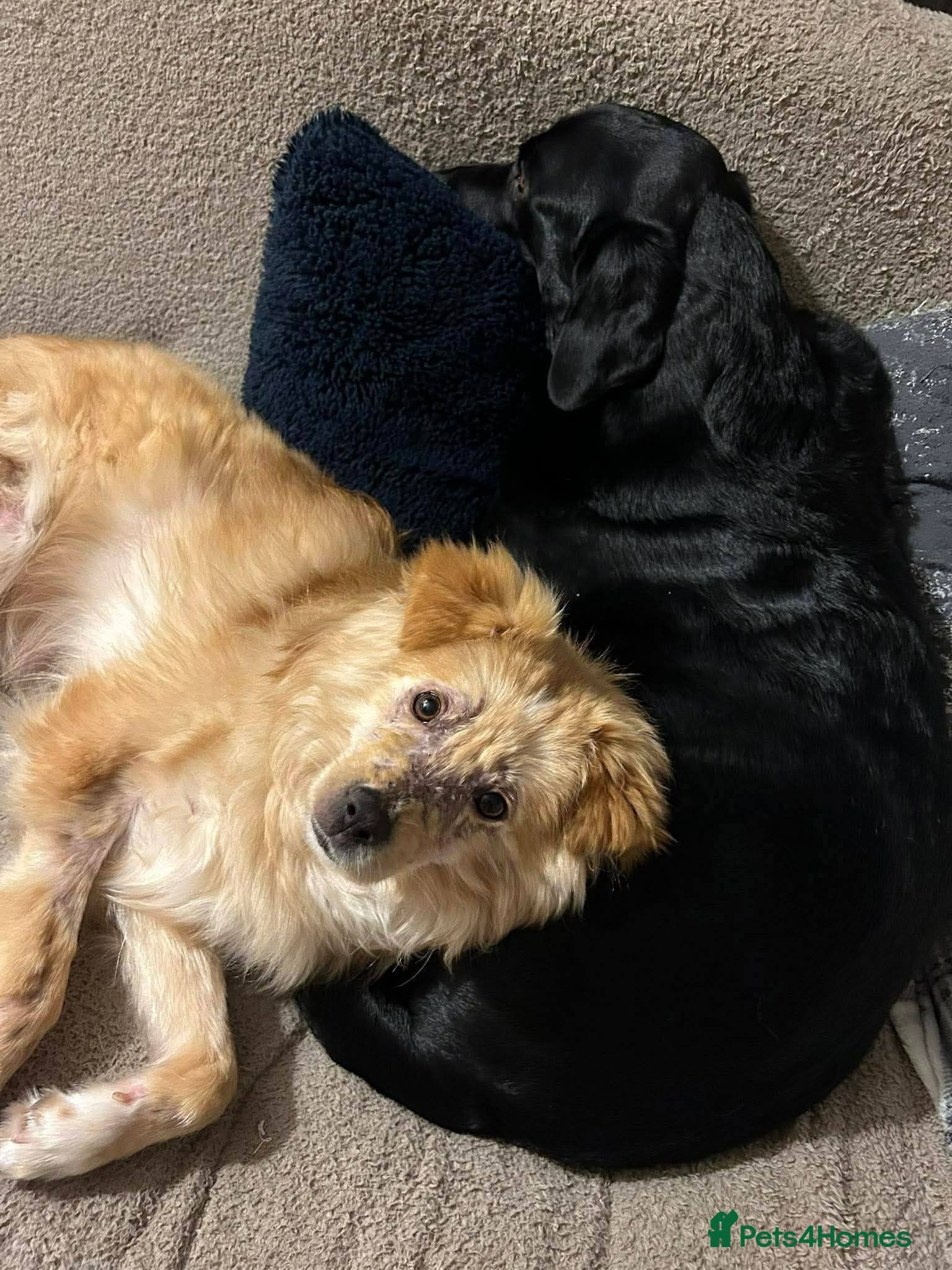 Meet Sabre, currently residing in Leicestershire photo 10